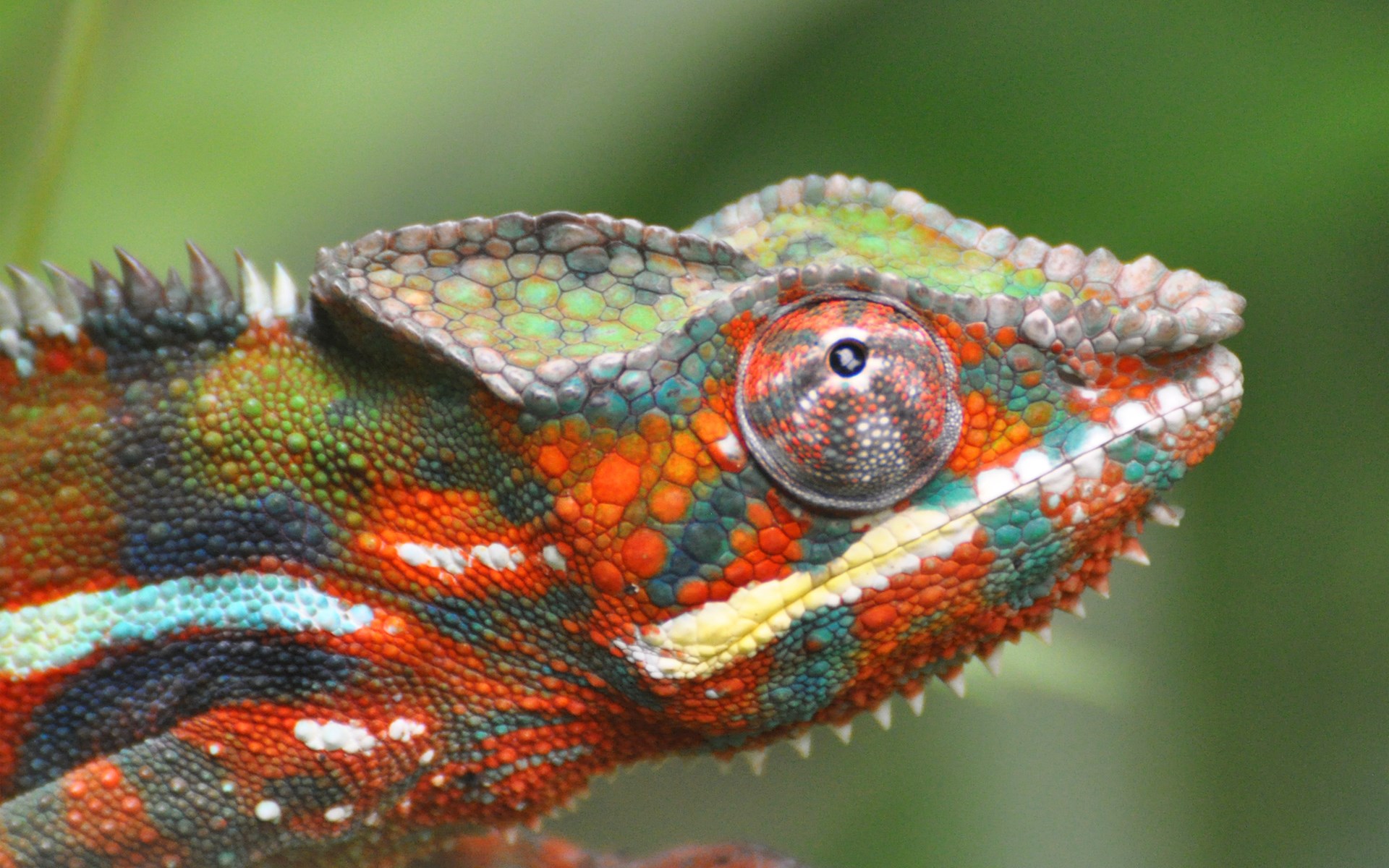 Chameleon Color Lizard Focus