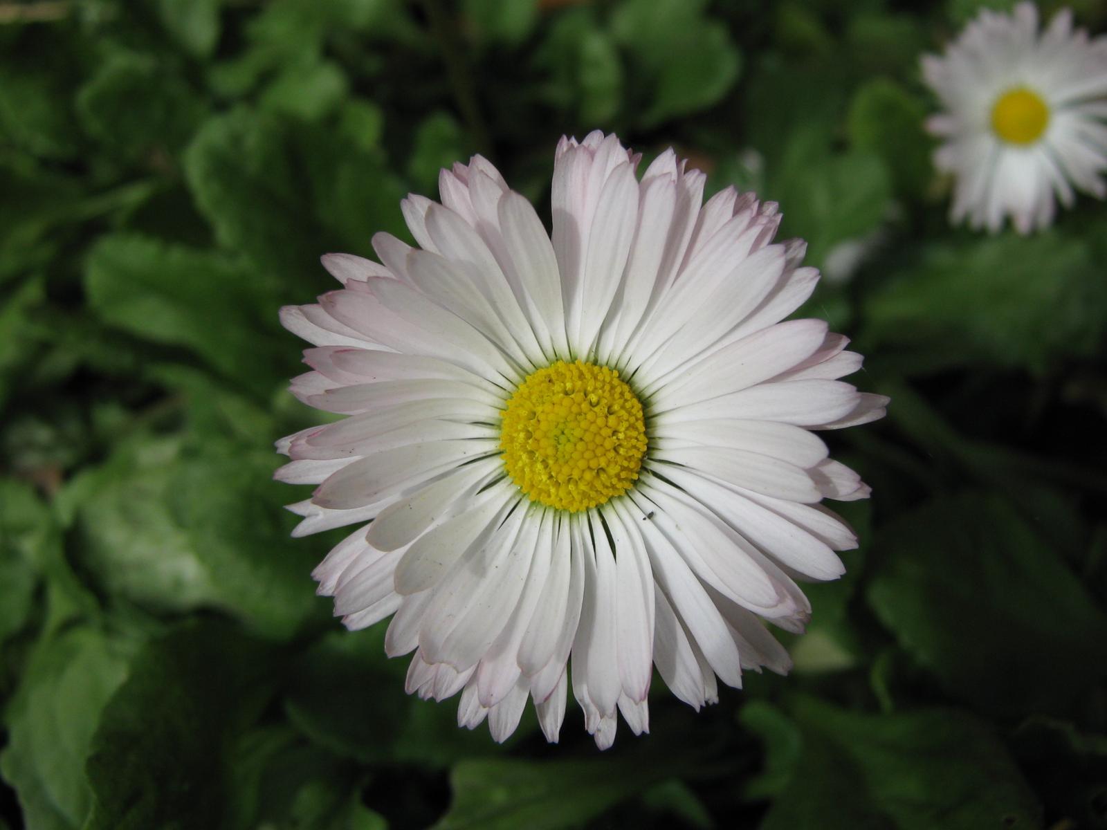 Chamomile Flower