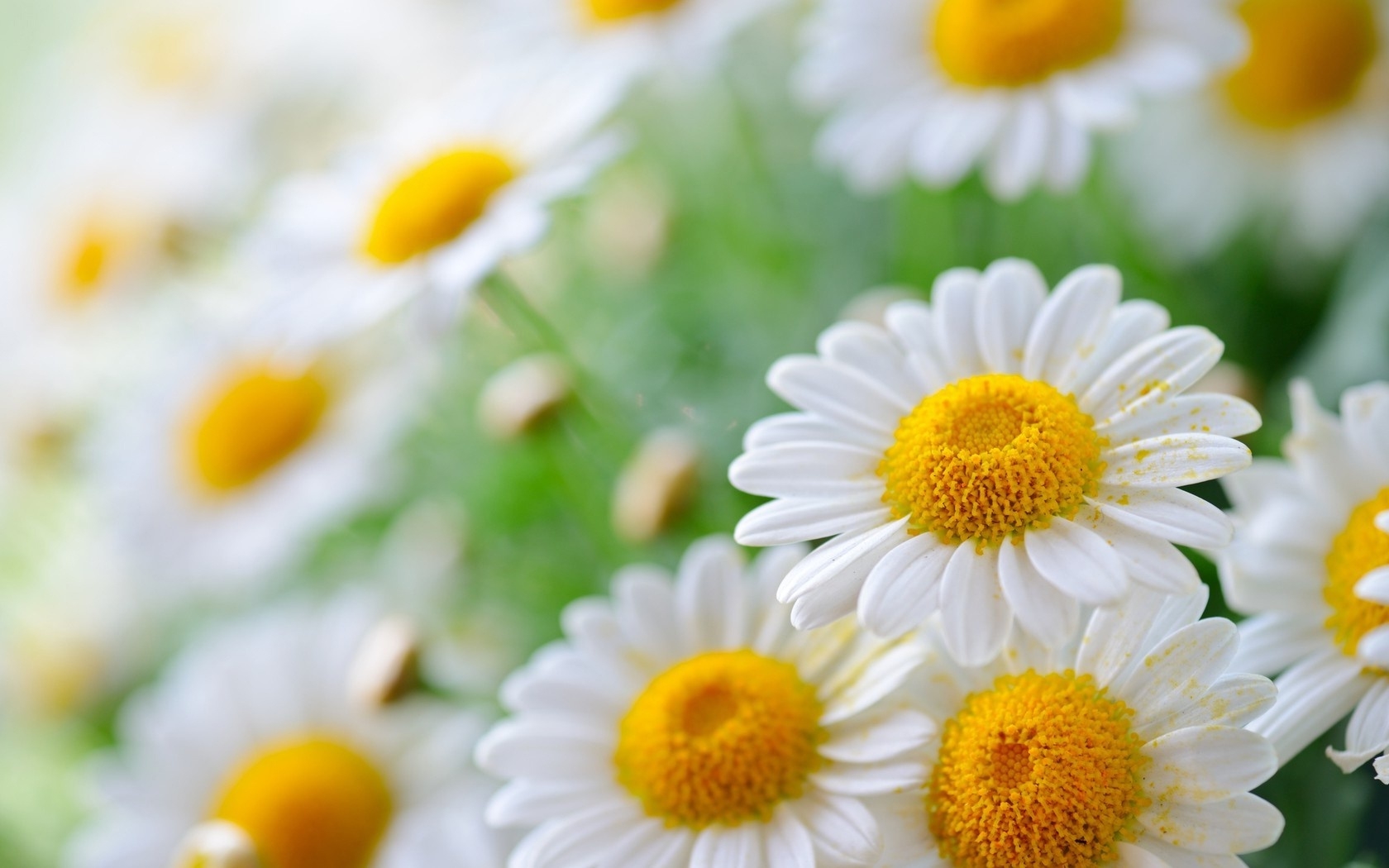 chamomile-wallpaper-1680x1050-78158