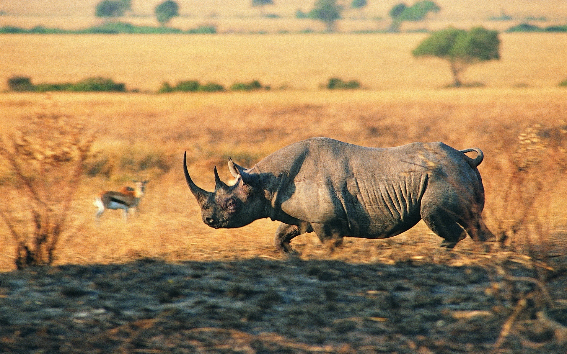 Animal - Rhino Charging Rhino Wallpaper