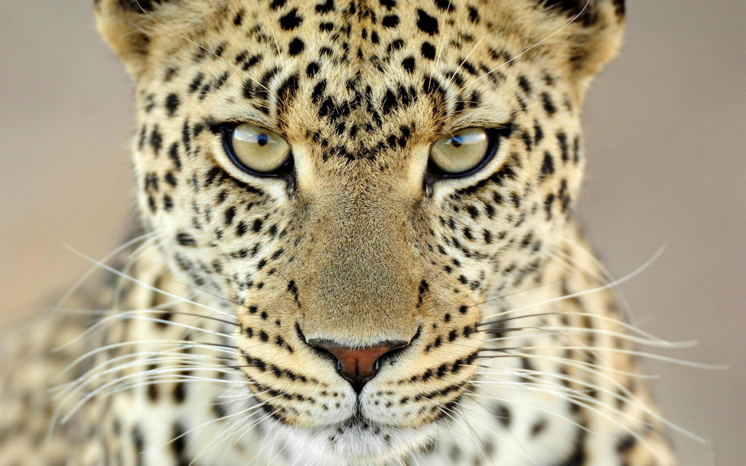 Cheetah Face 5