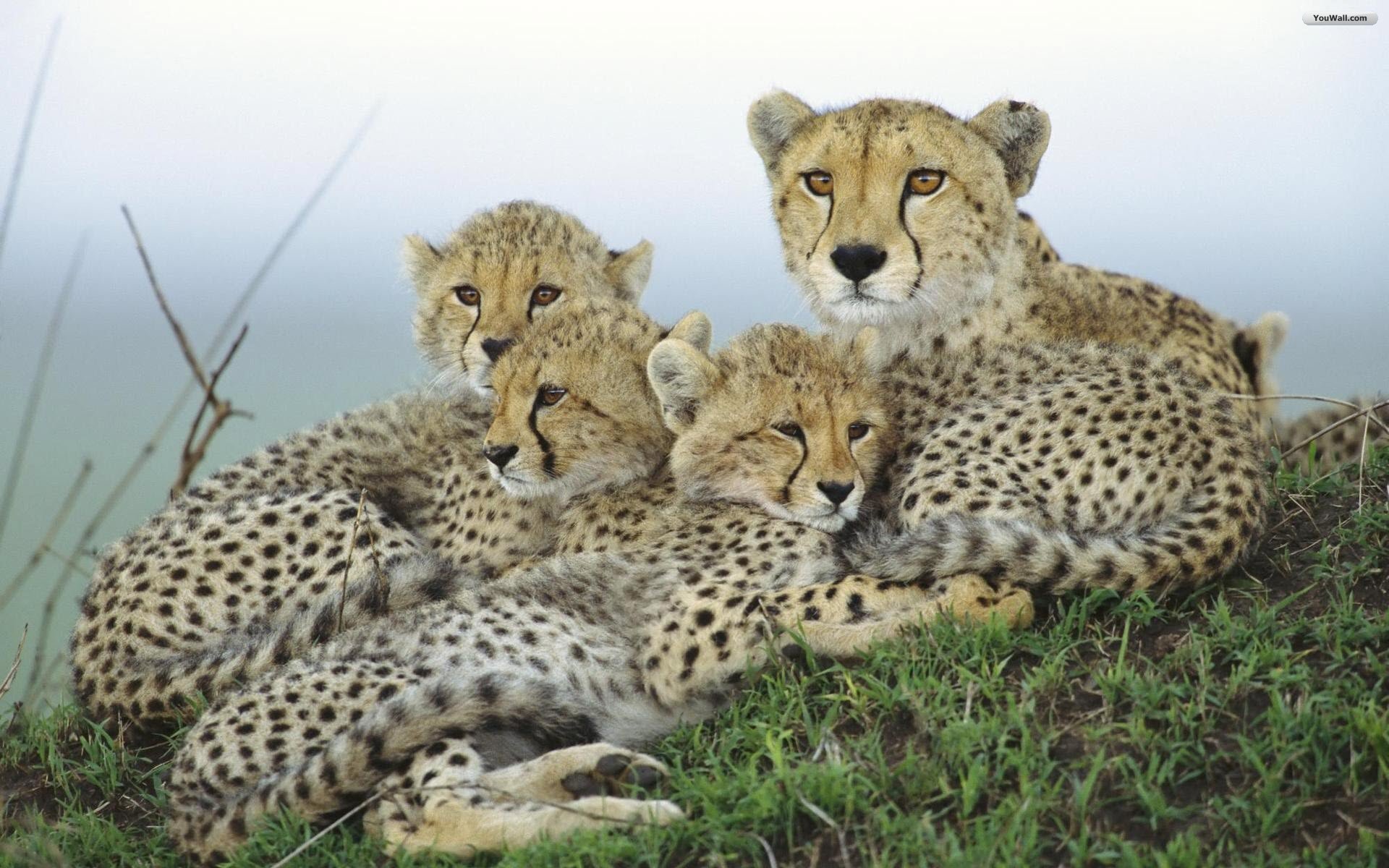 Cheetah Family Wallpaper