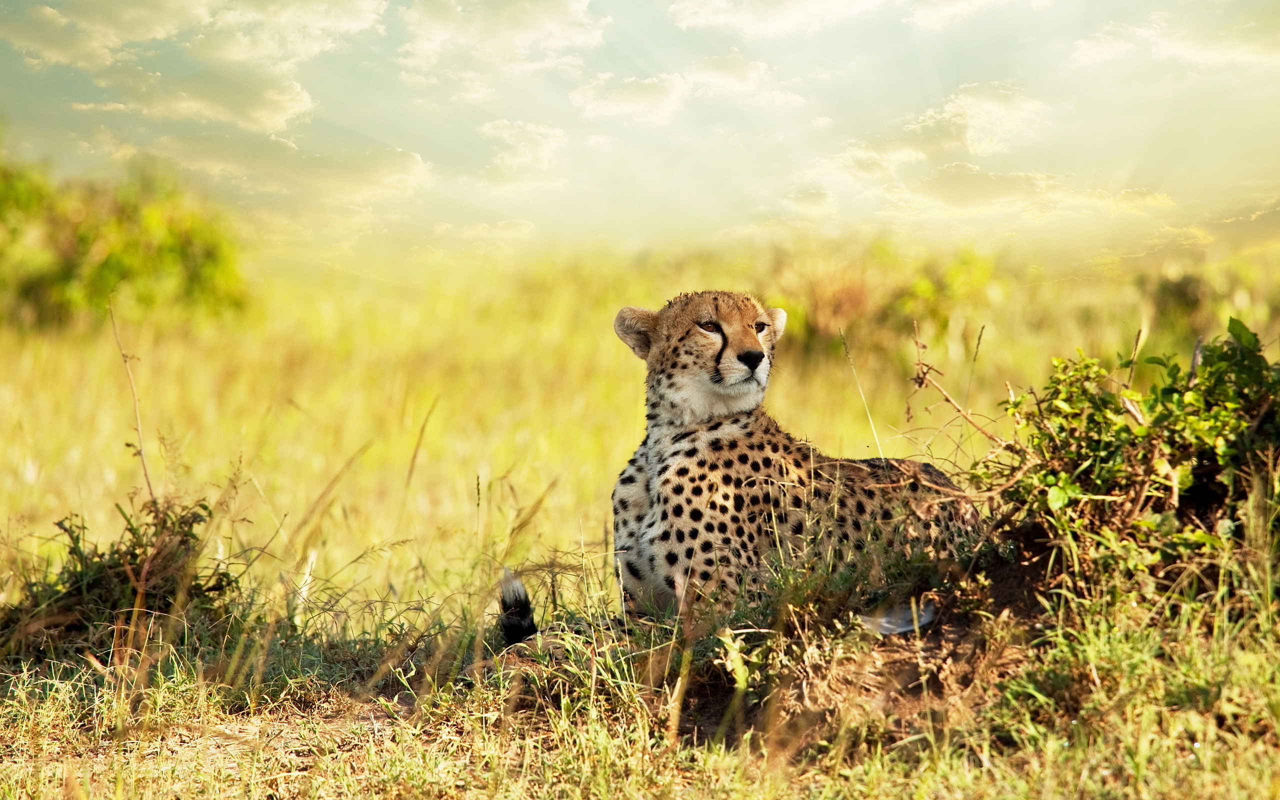 Cheetah Observing