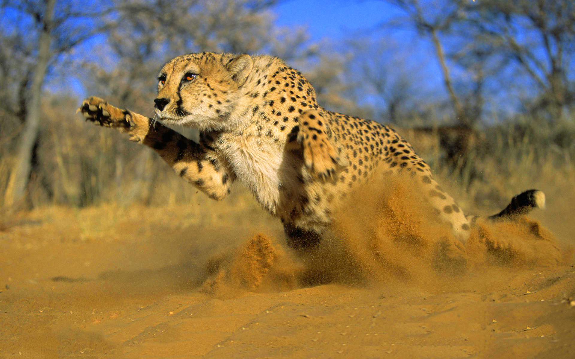 Cheetah running sand