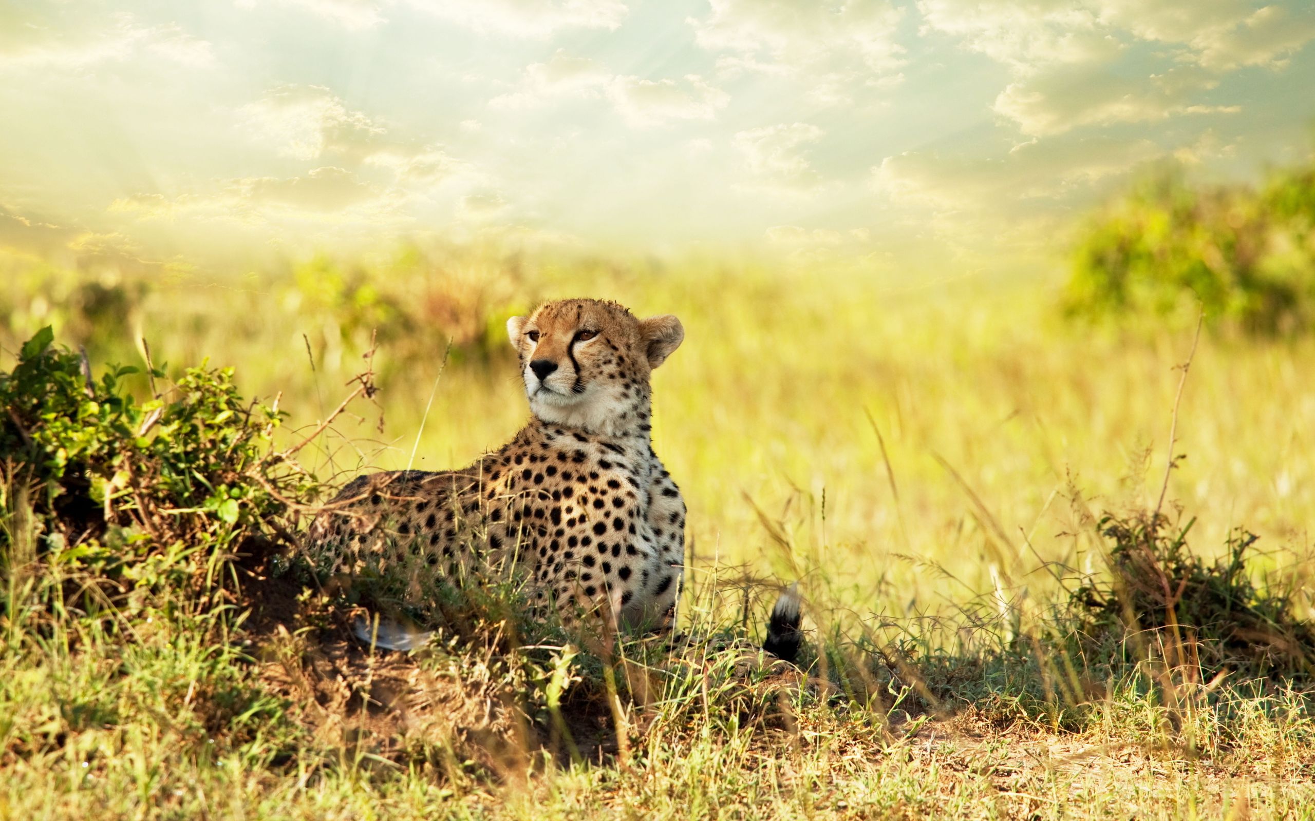 Cheetah savanna