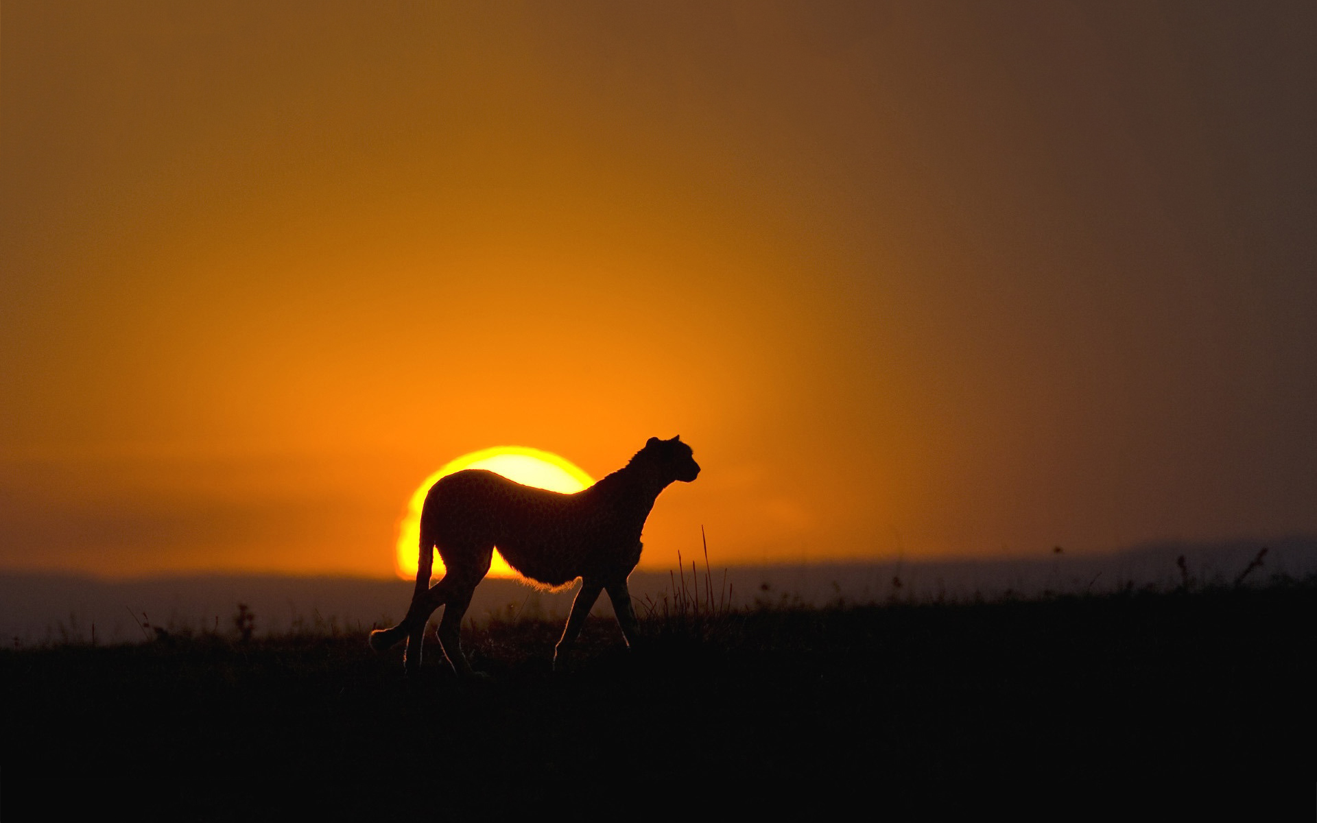Cheetah sunset