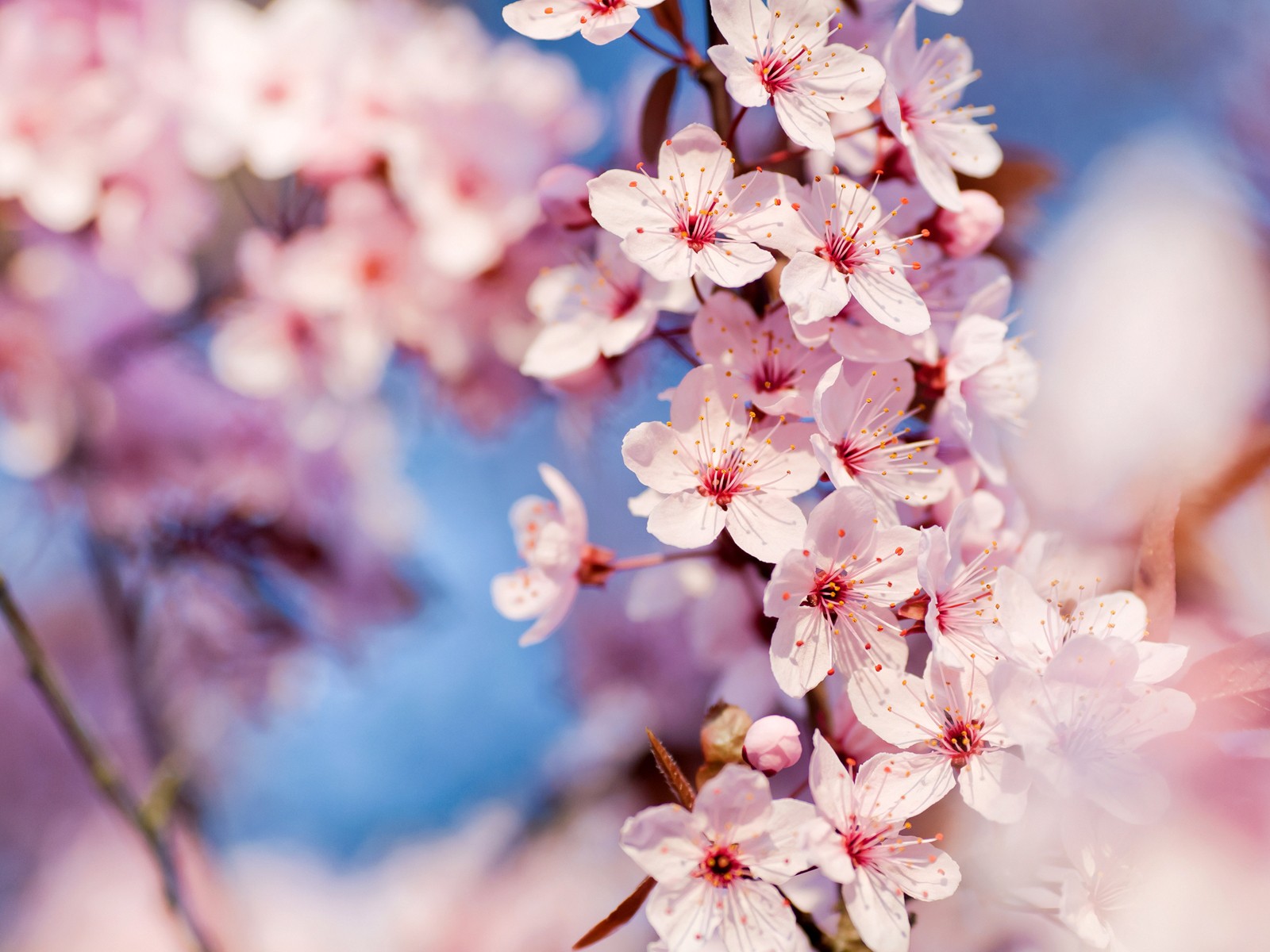 nature cherry blossoms flowers macro pink flowers focused wallpaper background