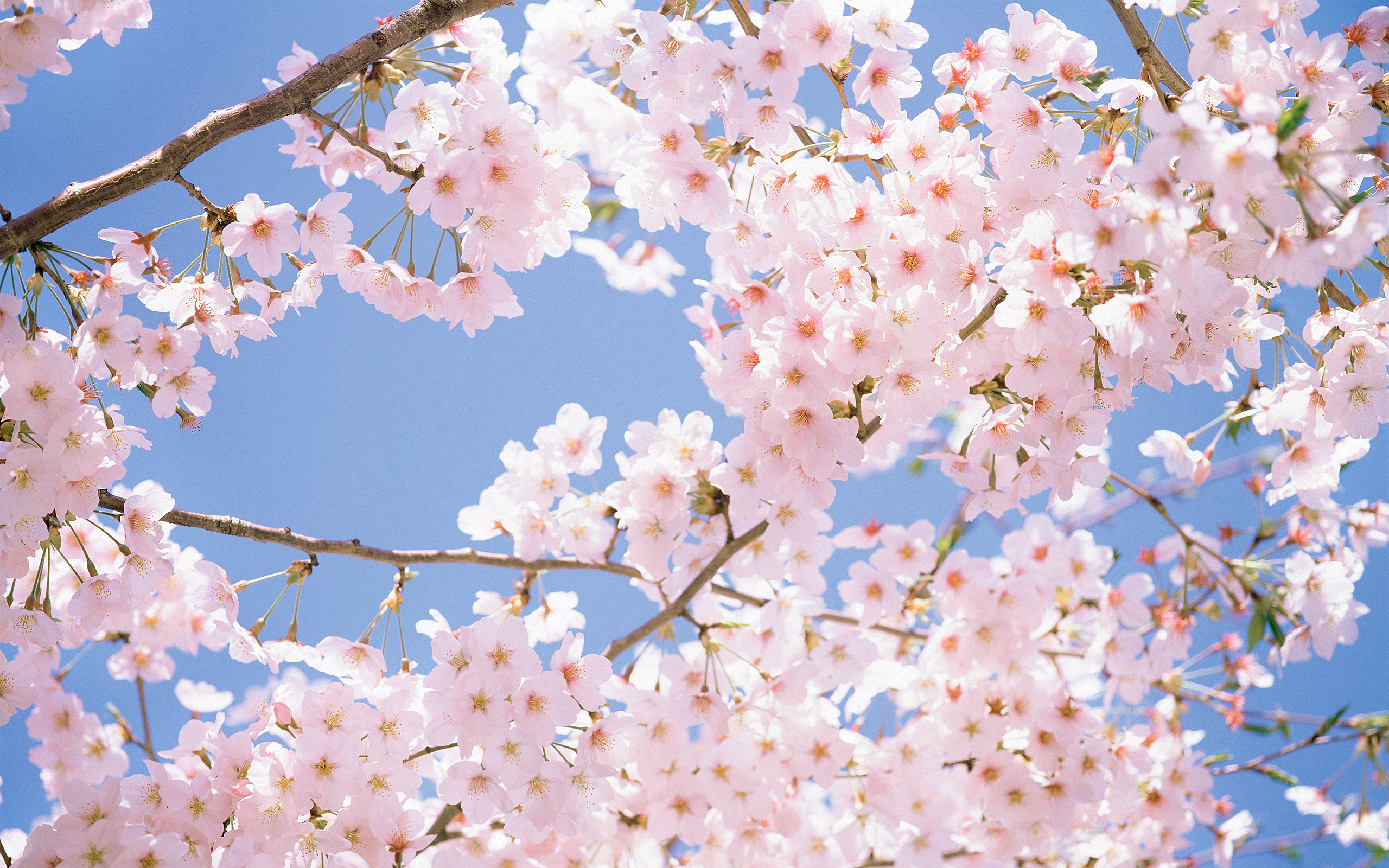 Cherry Blossom Tree Wallpapers Pictures Photos Images. «