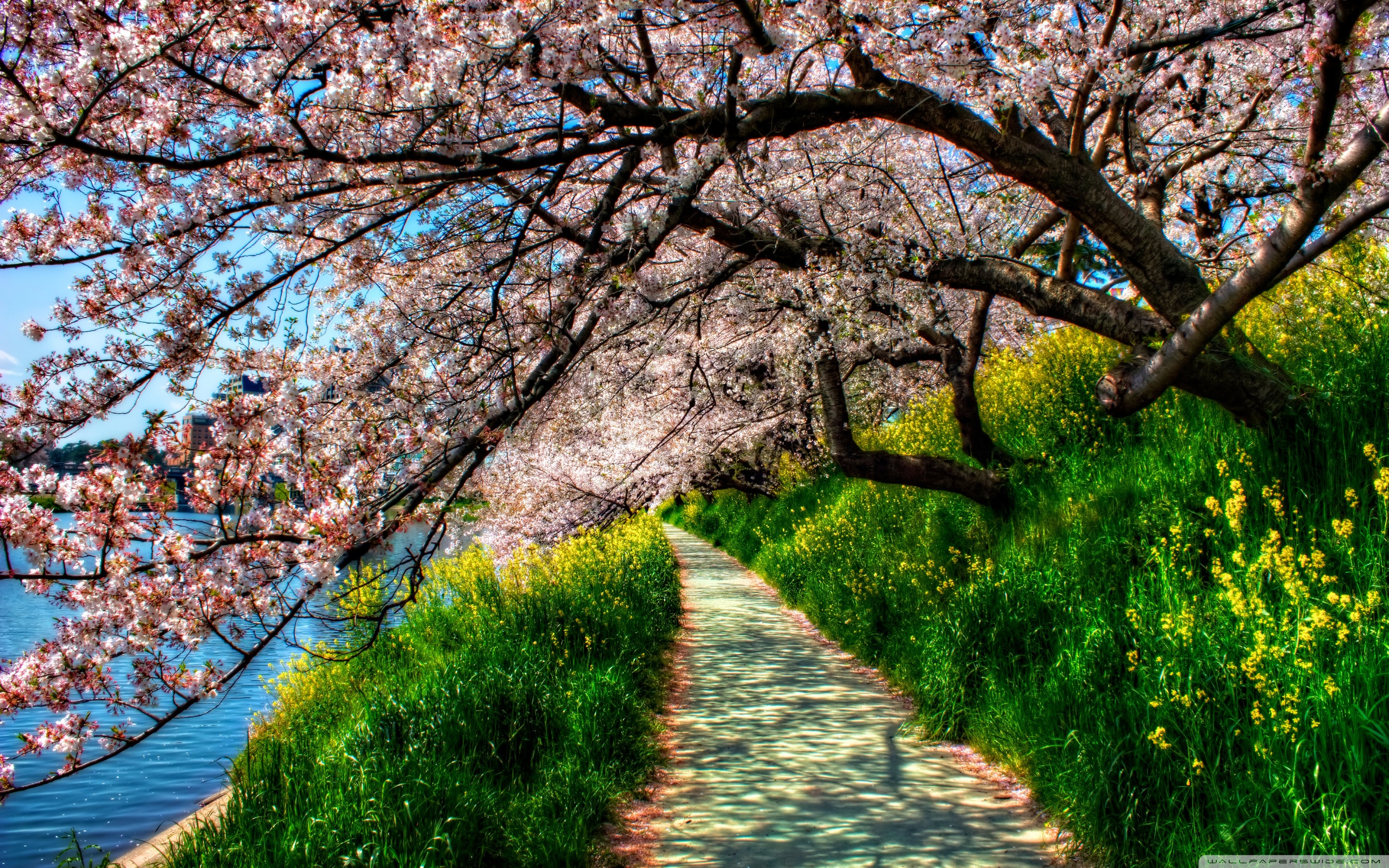 cherry-blossom-wallpaper-2880x1800-42442