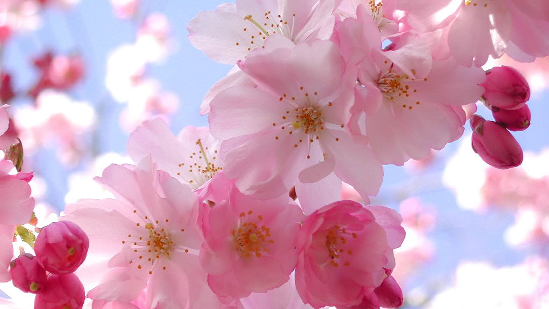 Colors Beautiful Pink Cherry Blossom Wallpaper