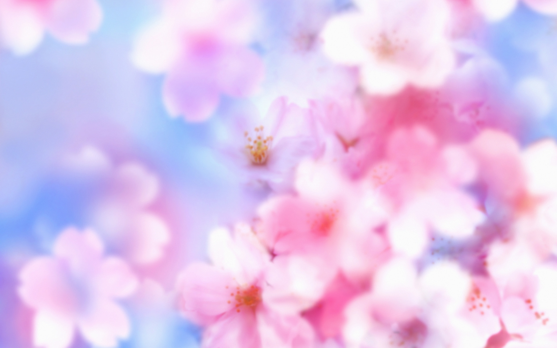 ... Cherry Blossom (8) ...