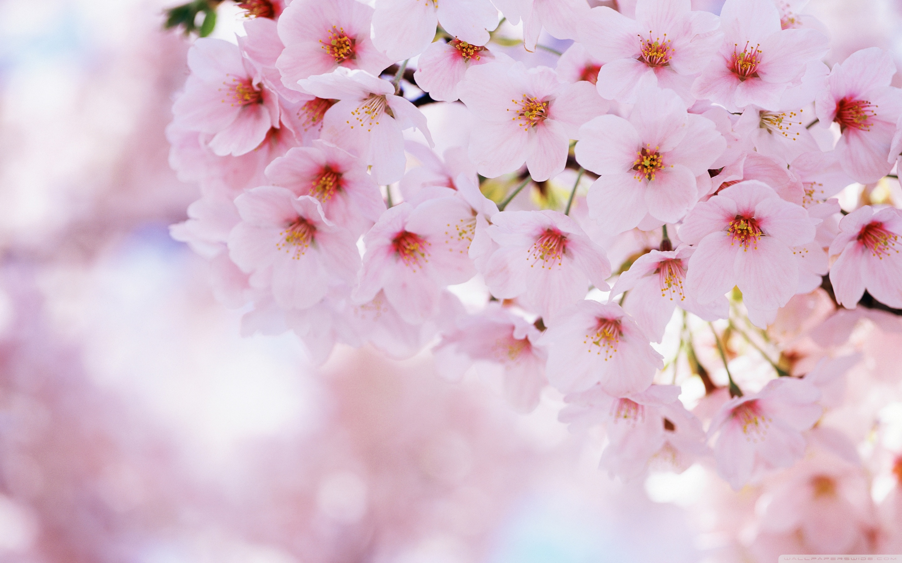 Cherry Blossom HD Wallpapers cherry blossom 4 ...