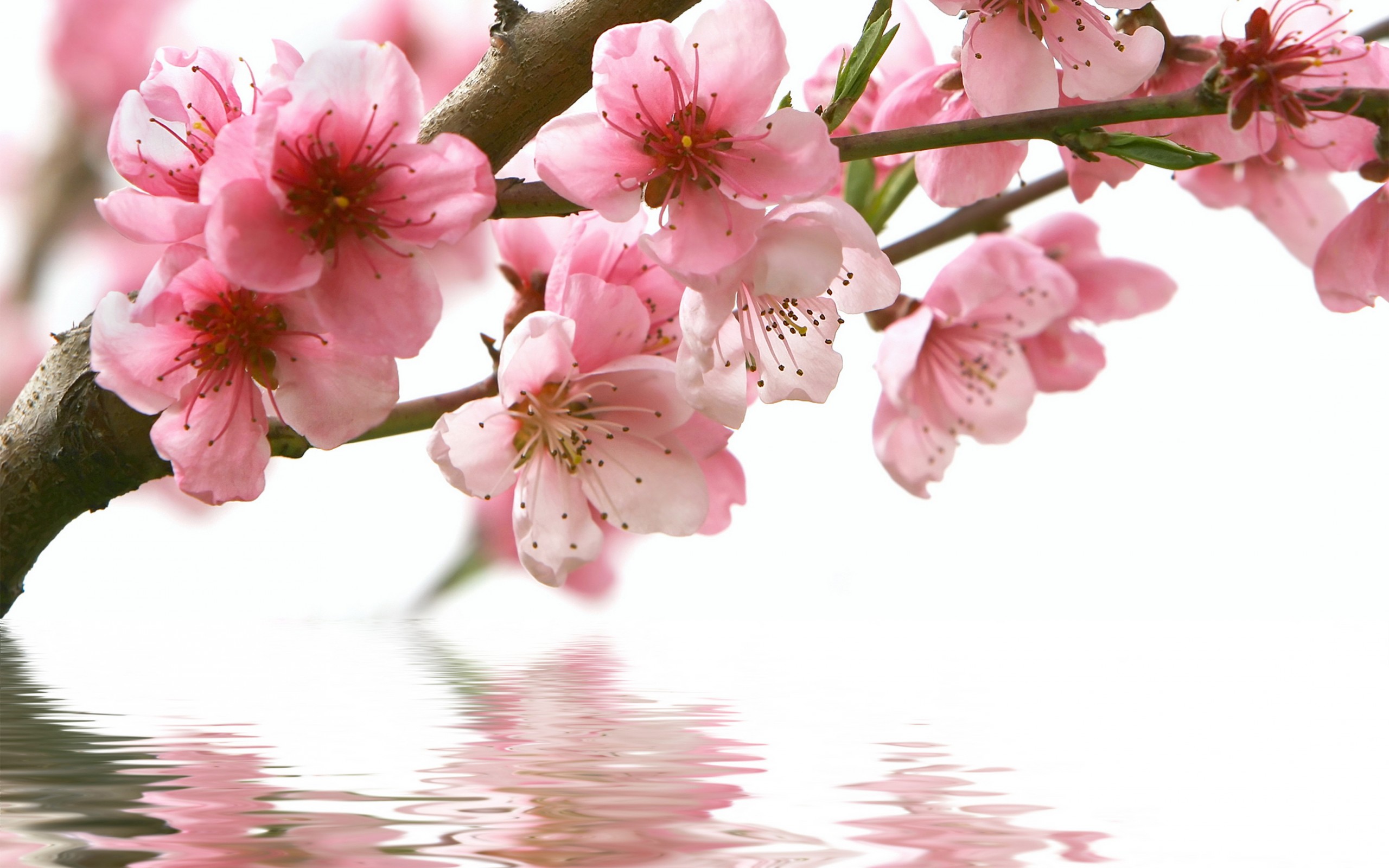 spring cherry branch flower pink water reflection wallpaper background