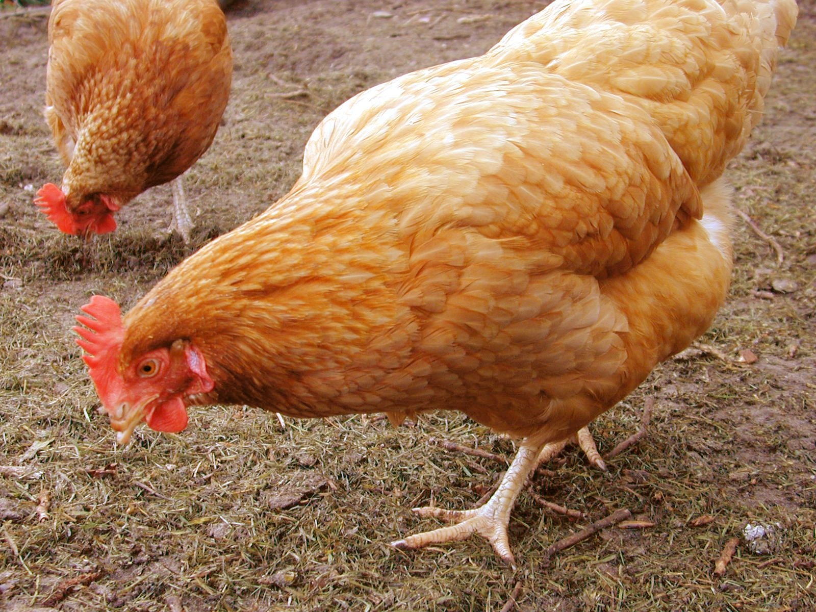 Why are we taking the time to talk about chickens in our post today? Chicken meat is often a staple of a family menu. Chicken has always been a low cost ...