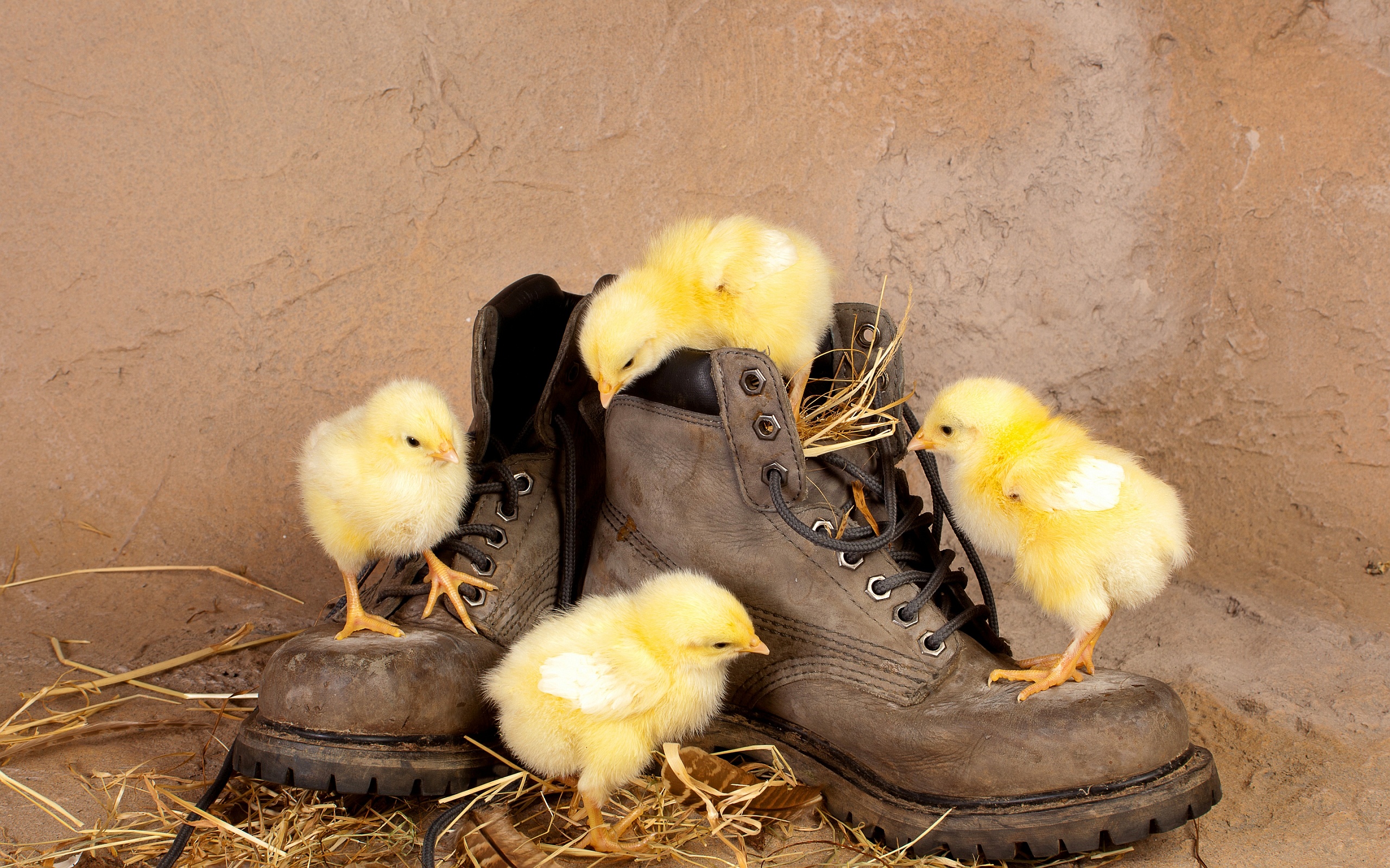 Chicken on Shoes