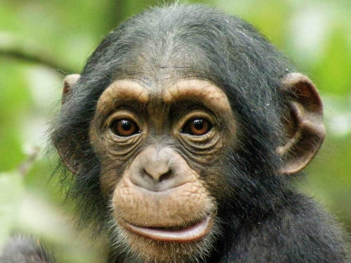 Chimpanzee · Chimpanzee · Chimpanzee · Chimpanzee · Chimpanzee · Chimpanzee