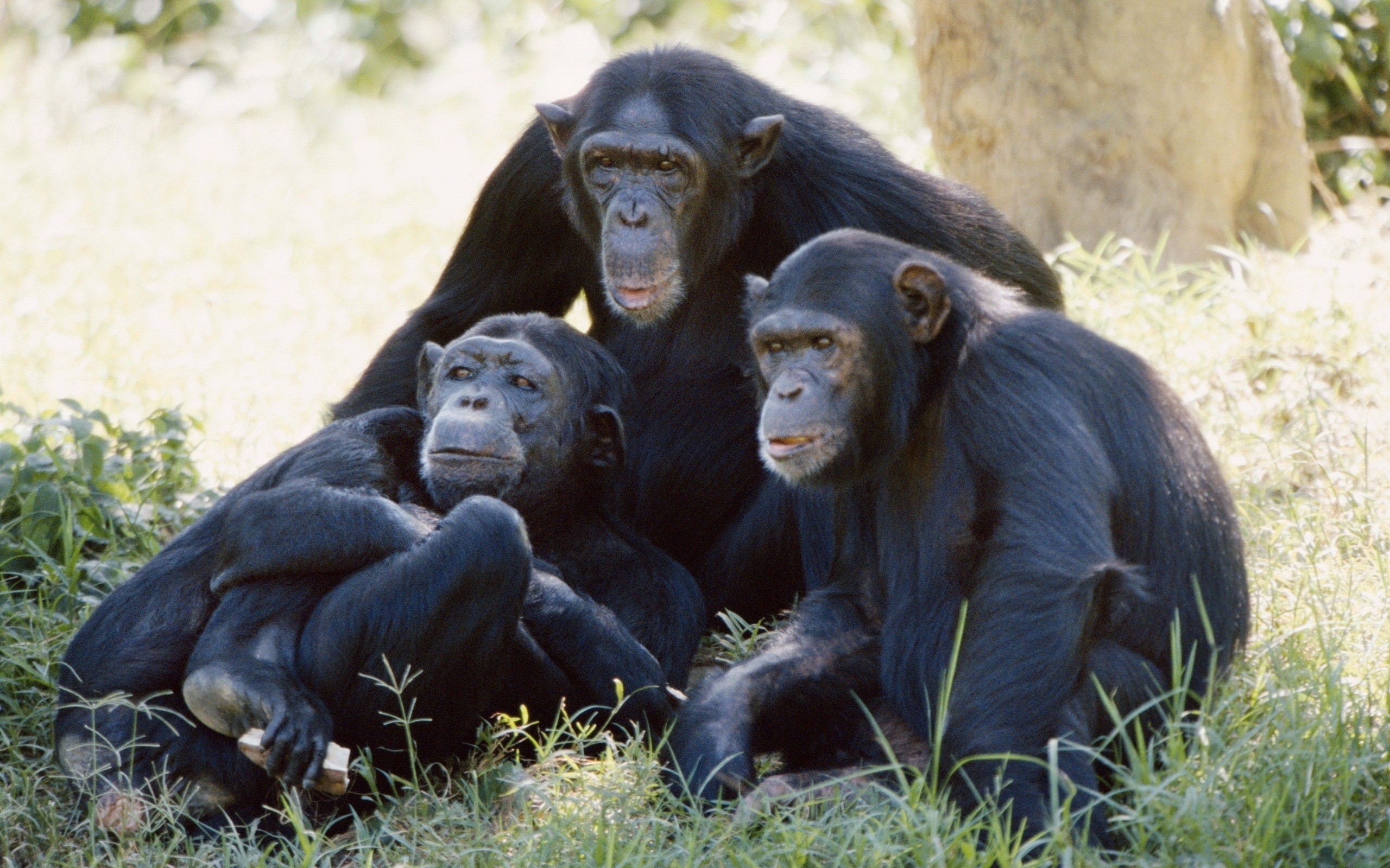 1169 Views 924 Download HD Chimpanzee Family Wallpaper