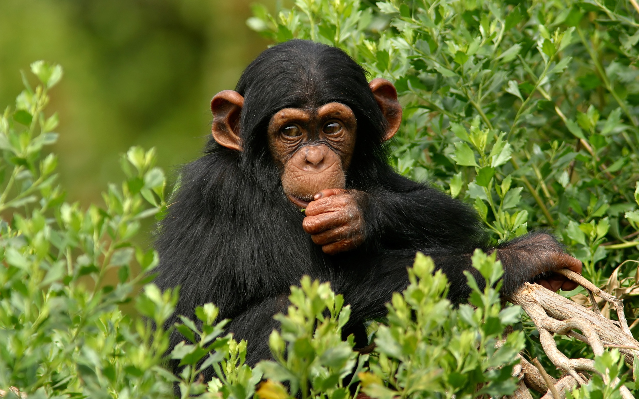 Chimpanzee Branch | 2560 x 1600 | Download | Close