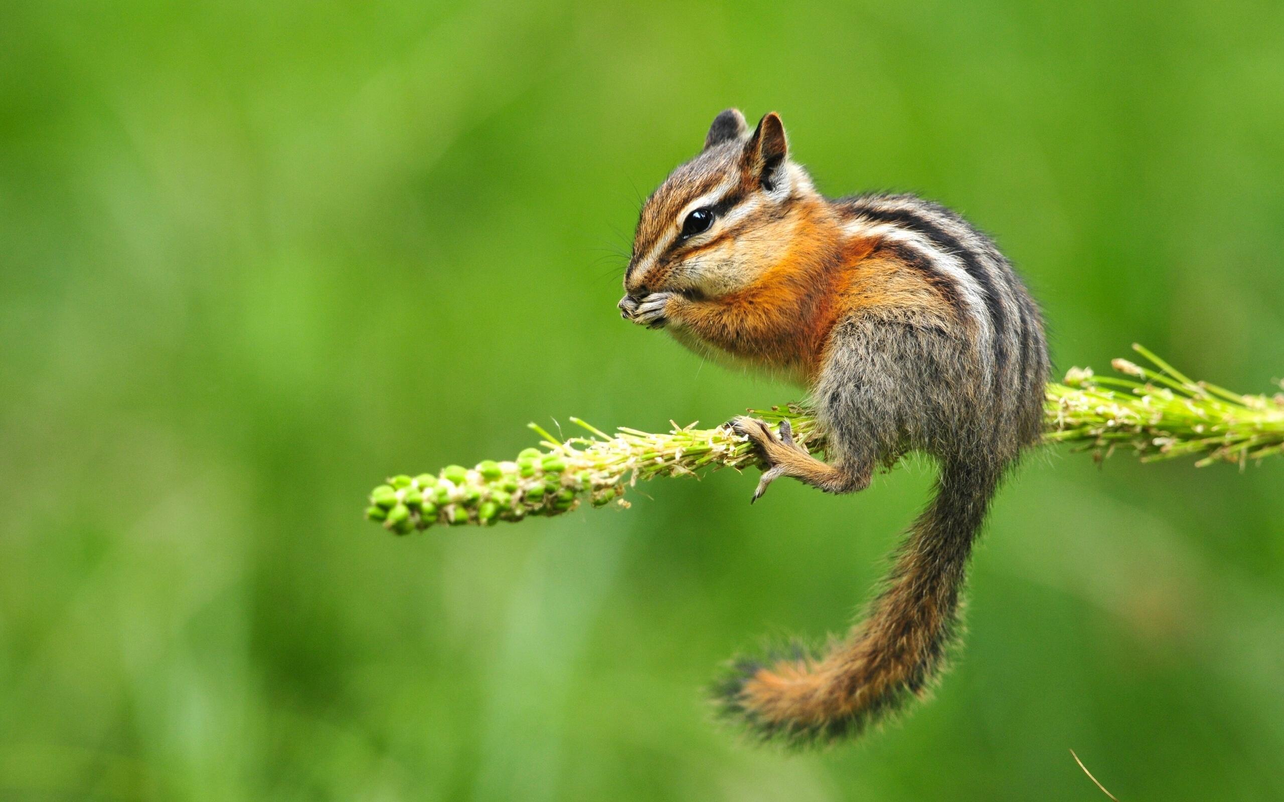 Chipmunk