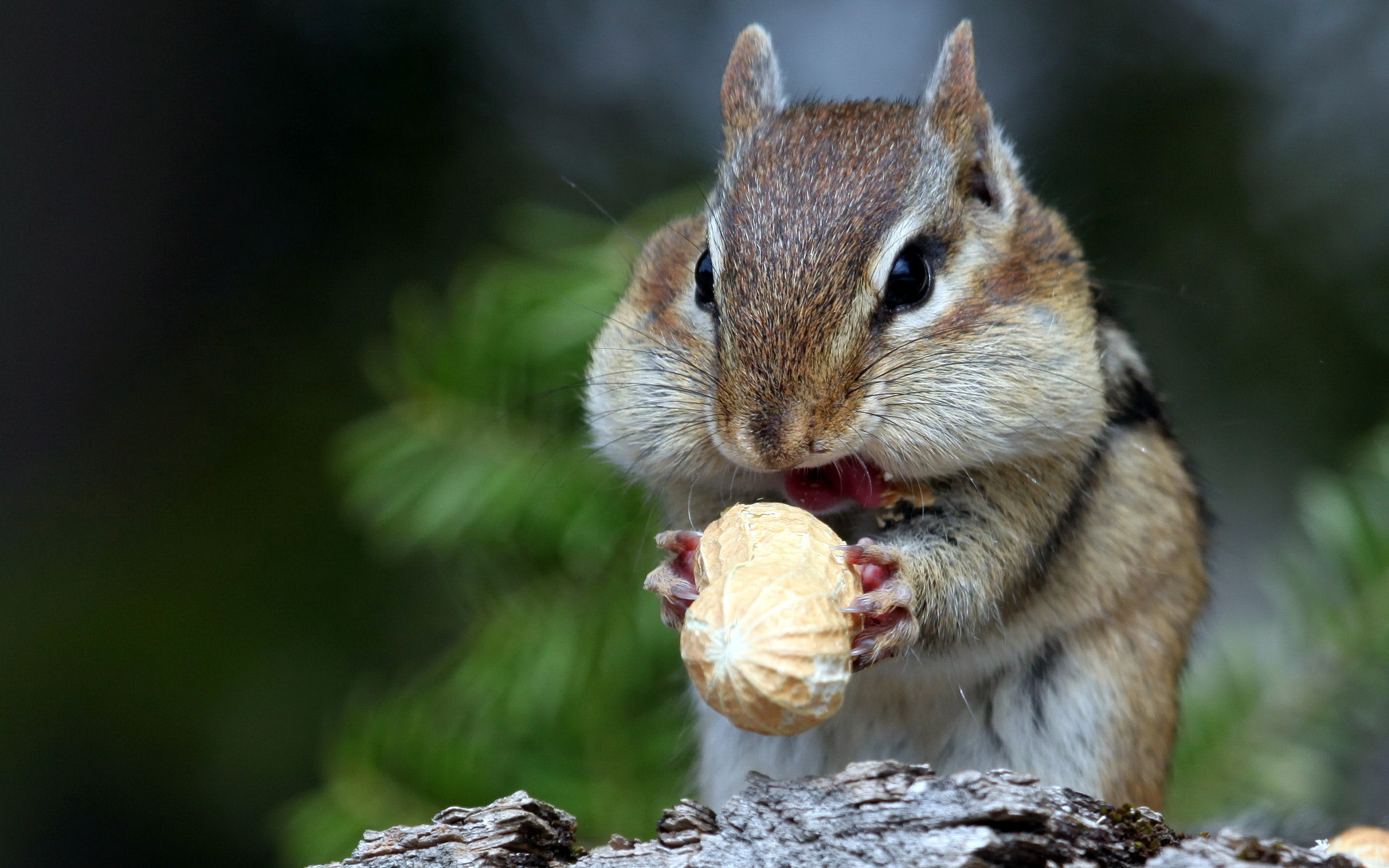 Chipmunk eat Peanut