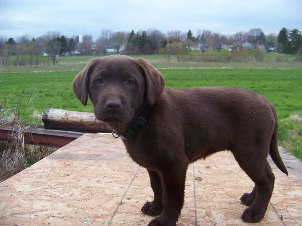 Chocolate Lab Puppies For Sale In Michigan