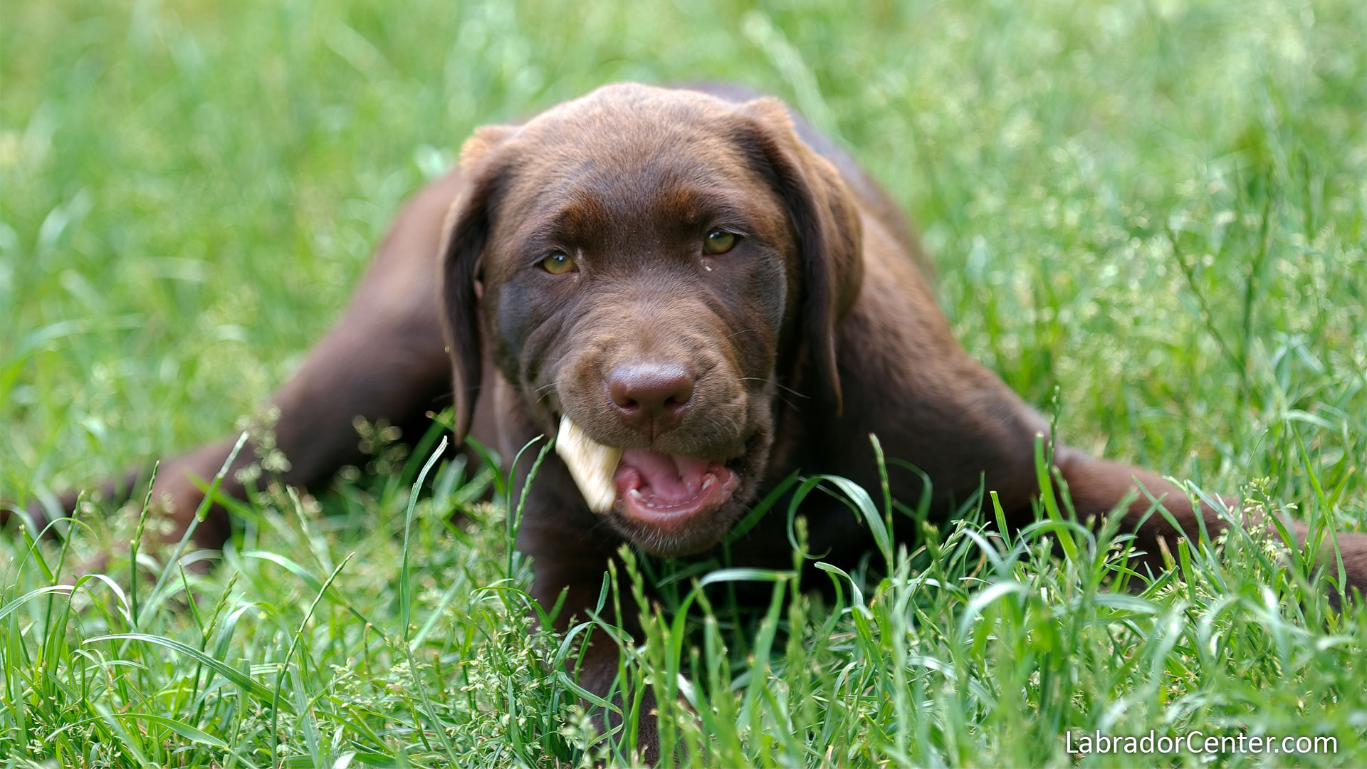 Chocolate(Brown) Labrador Pup in the Grass