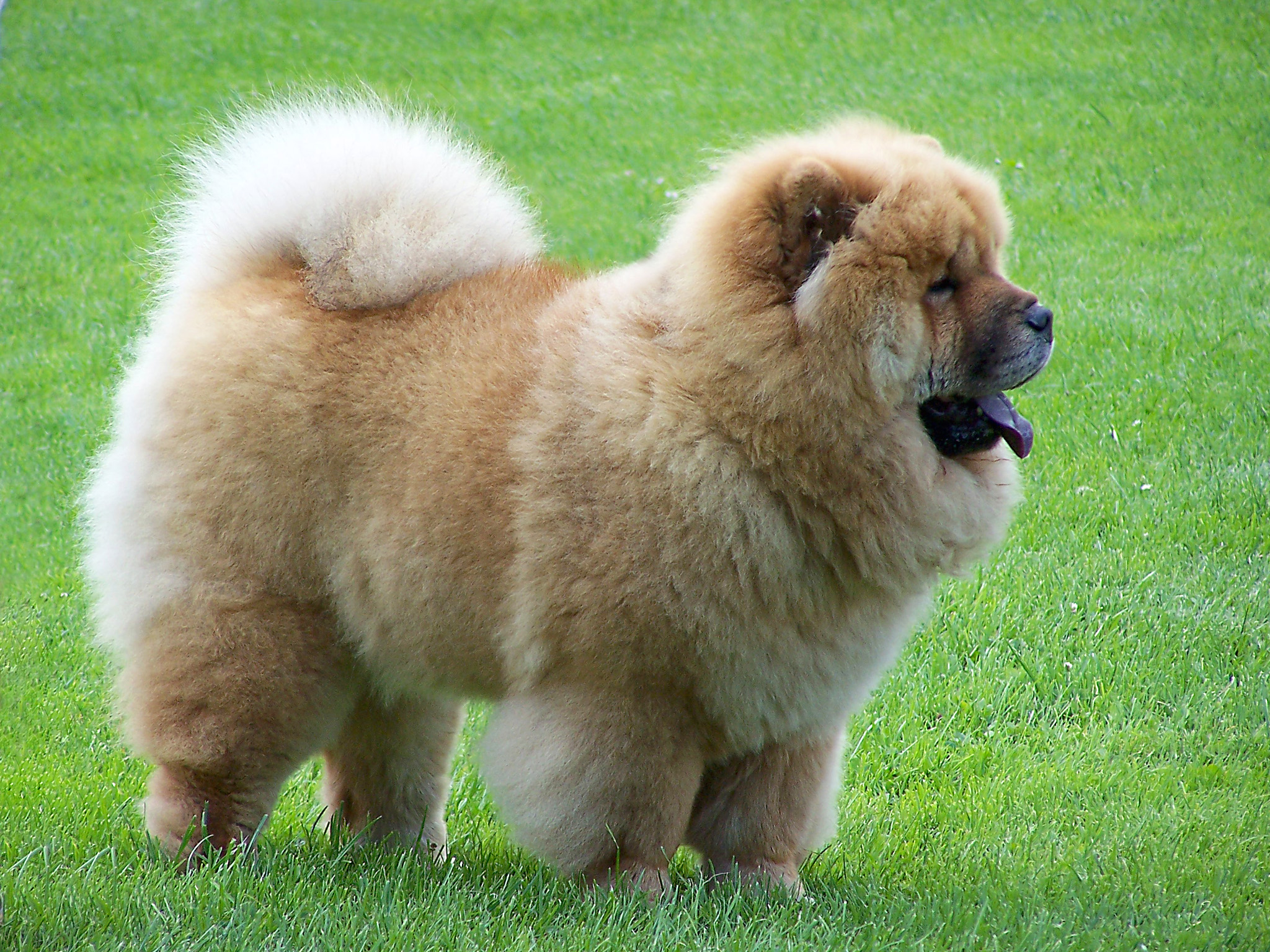 A Chow Chow puppy.