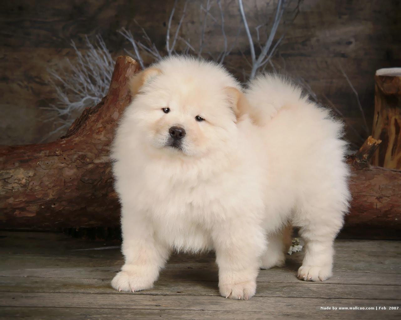 Puppies Chow Chow Puppy Wallpaper