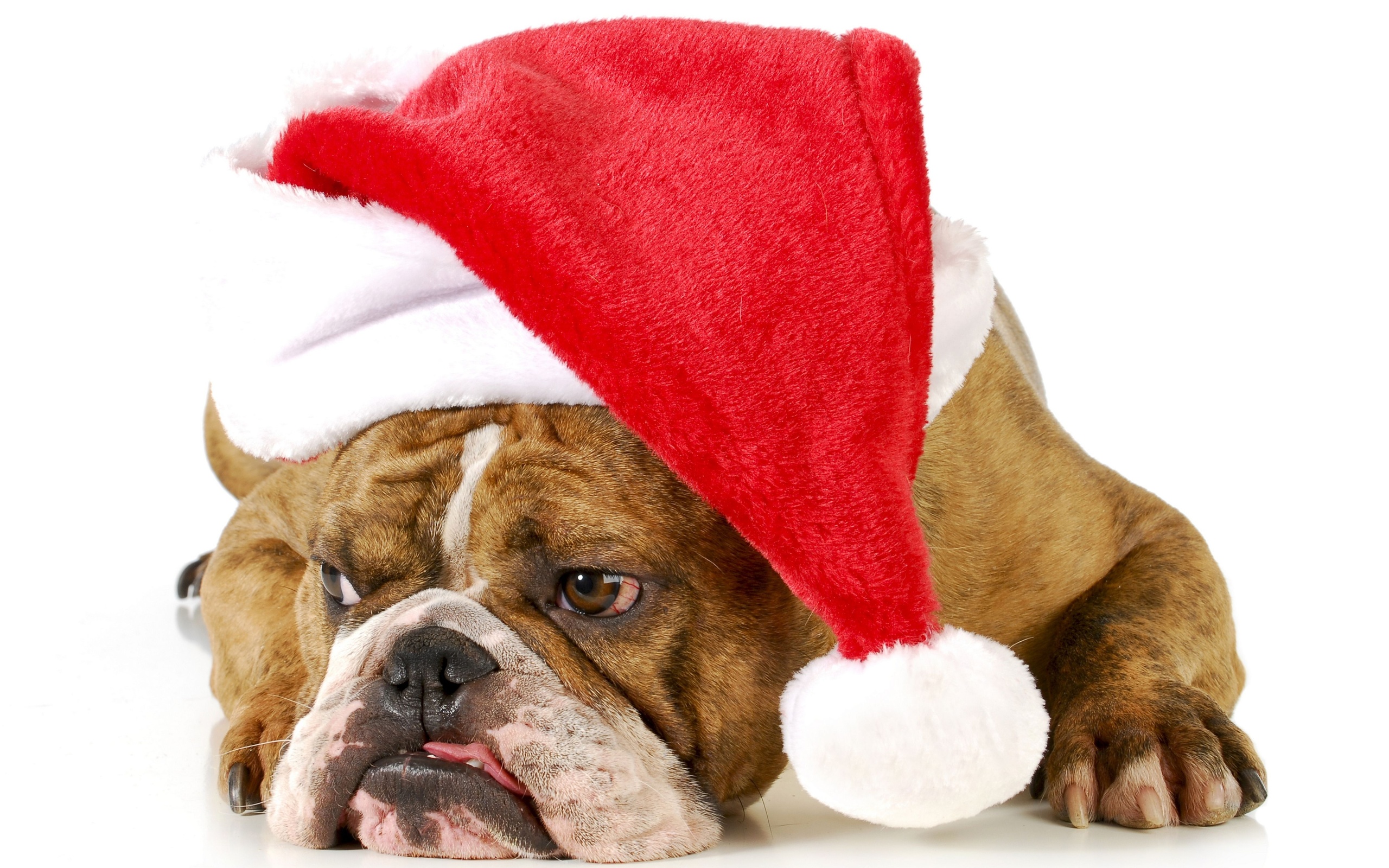 christmas new year holiday dog r wallpaper background