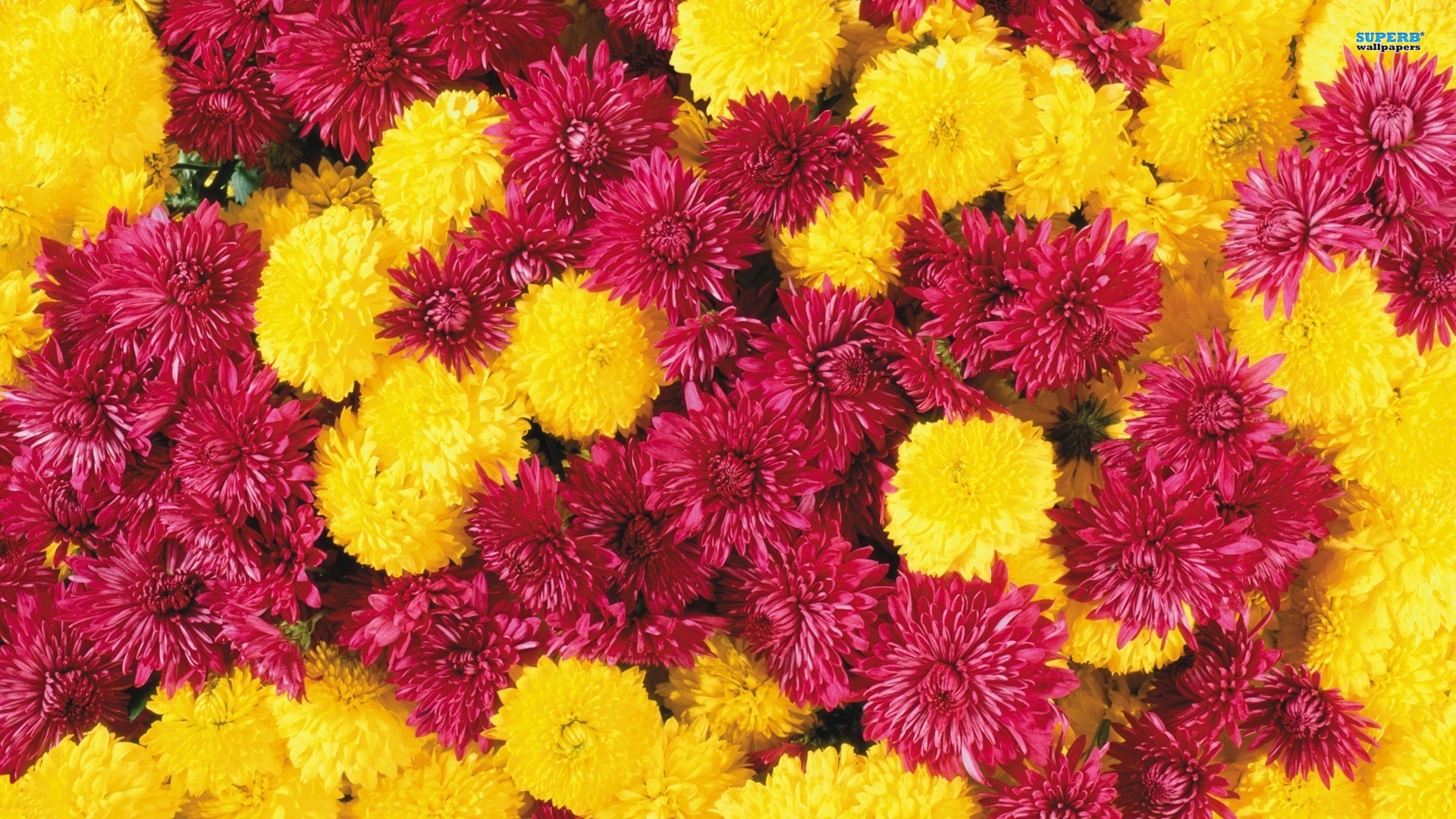 History of Chrysanthemums: Chrysanthemums
