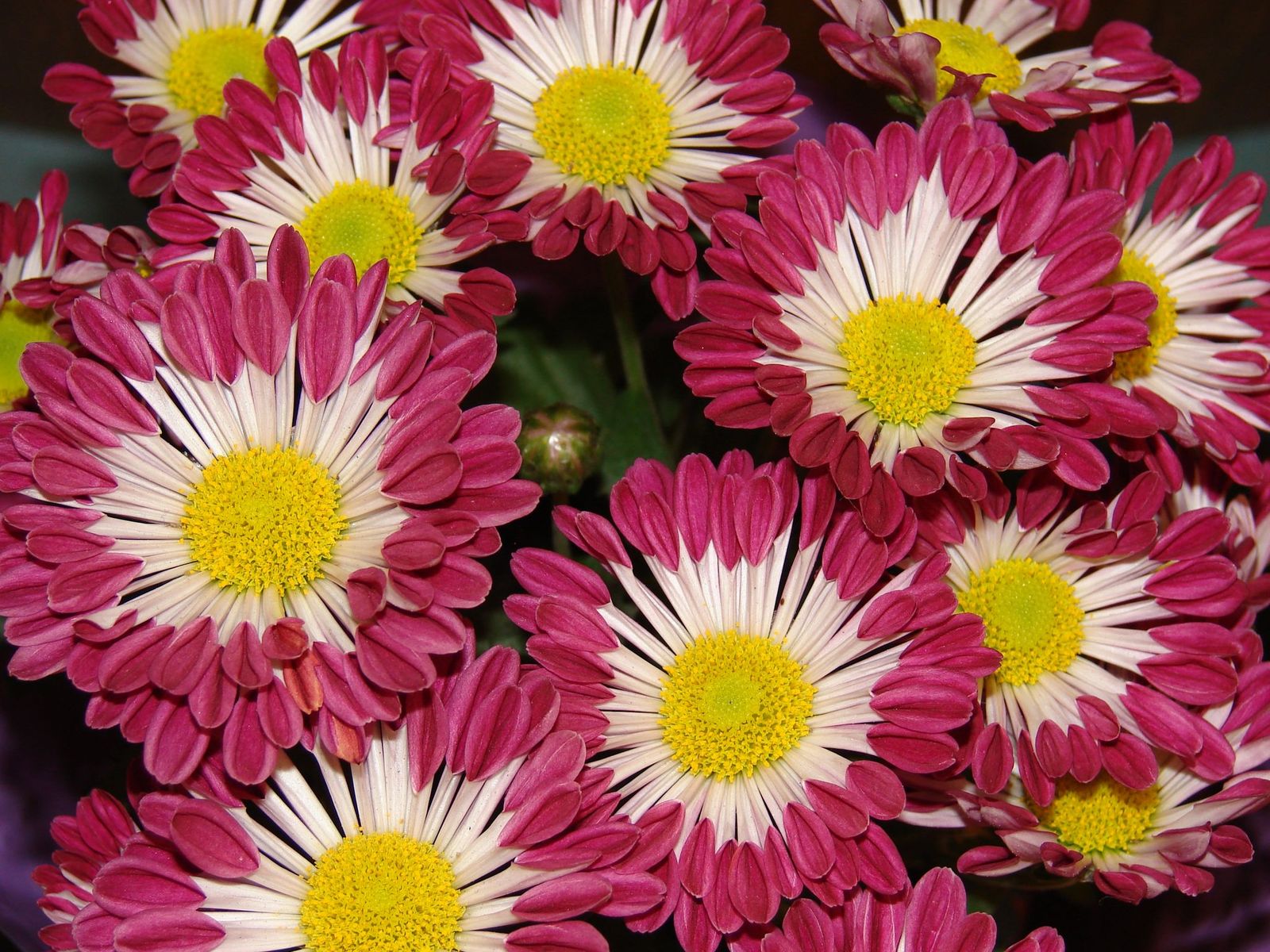 Chrysanthemums Flowers Wallpapers and photos