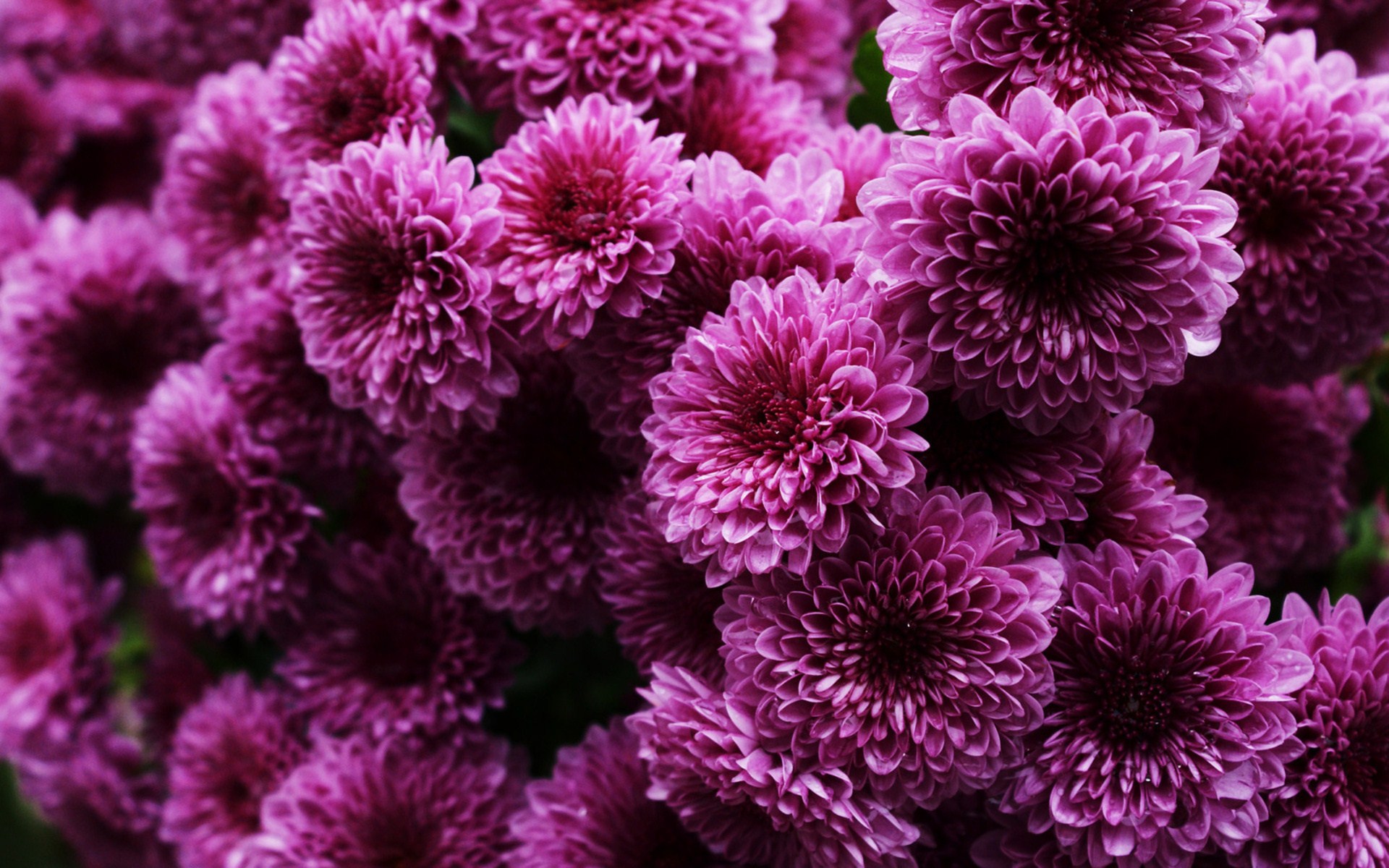 Purple Chrysanthemums