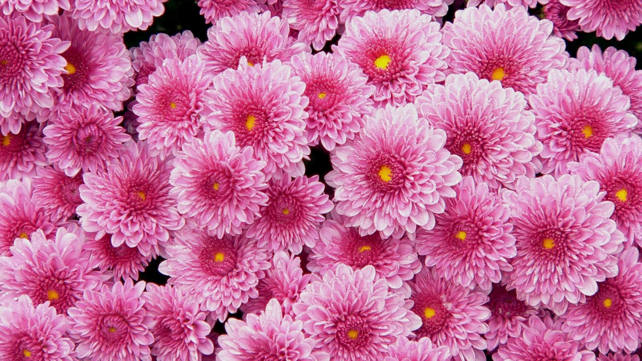 2048x1152 Wallpaper chrysanthemums, flowers, pink, lot