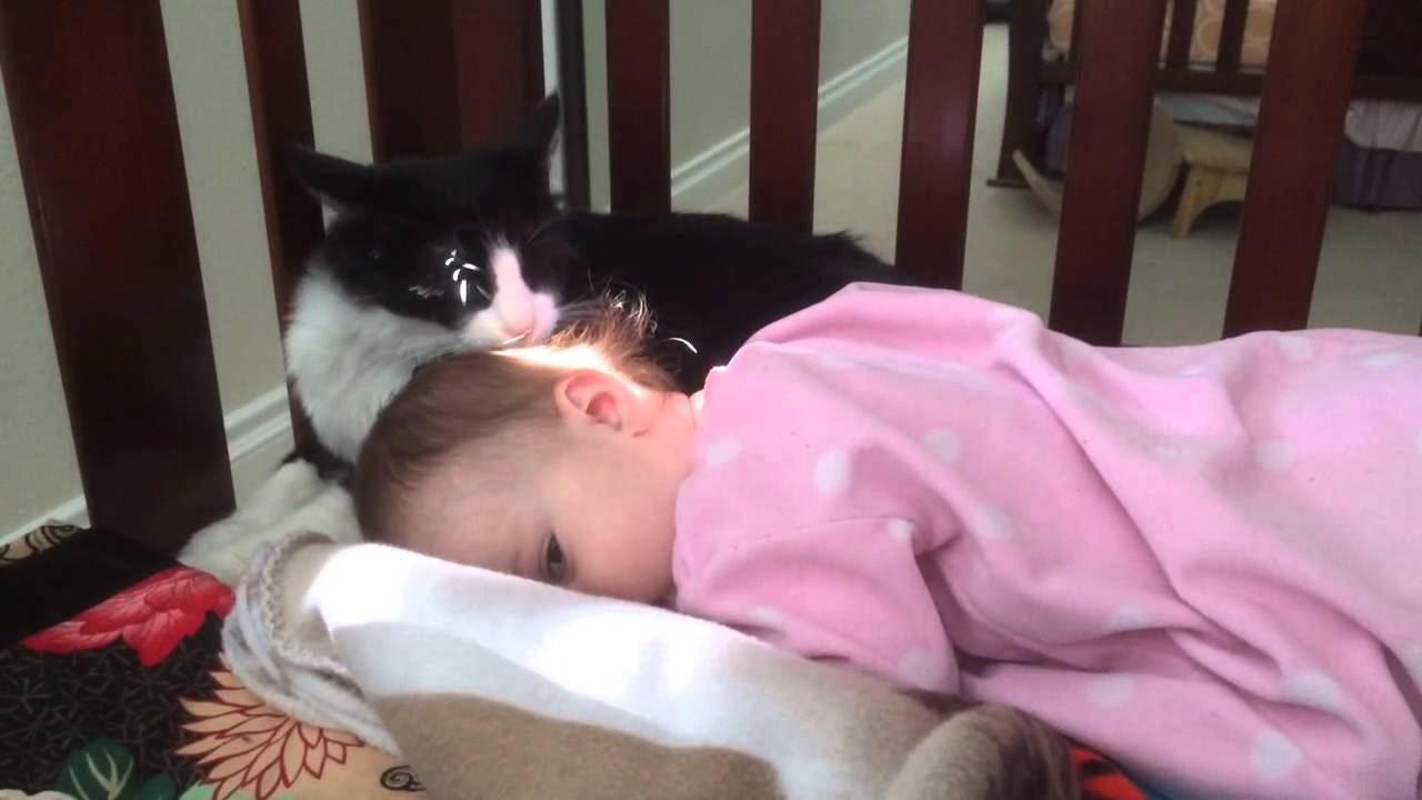 Kitty Cleaning Toddler
