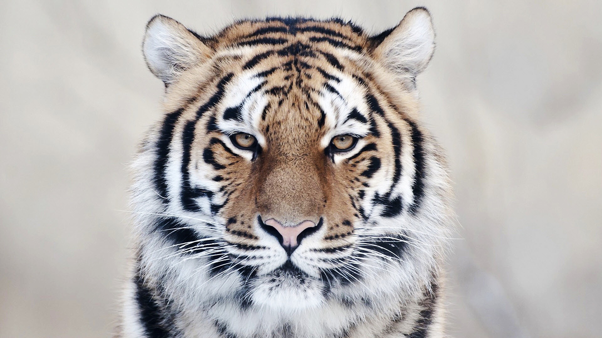 Close Up Tiger Wallpaper