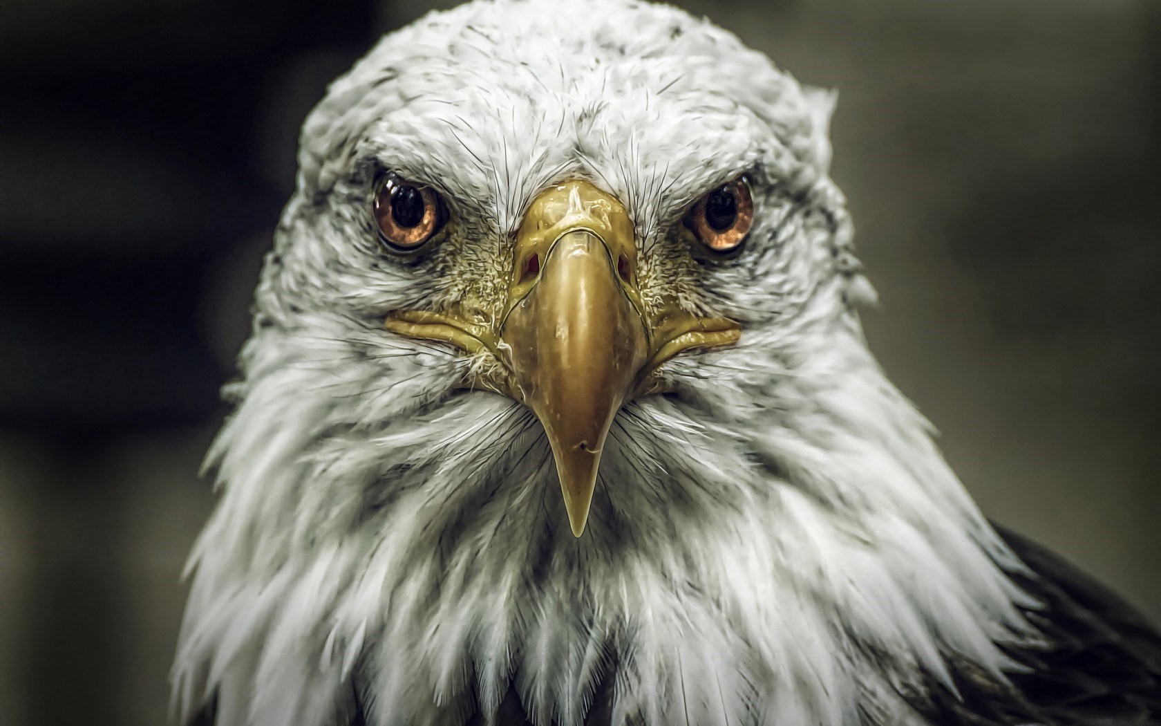 Close-Up Eagle Bird