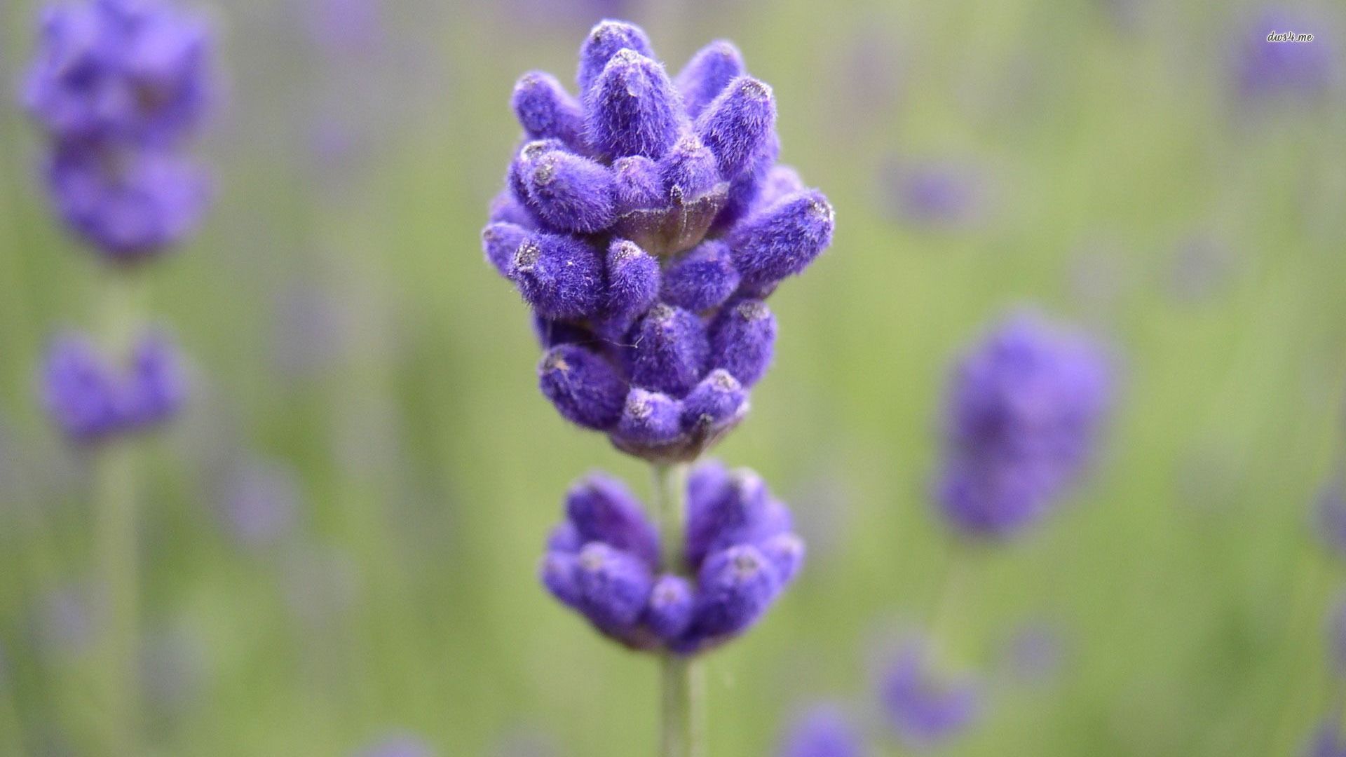 Close-Up Flowers Lavender