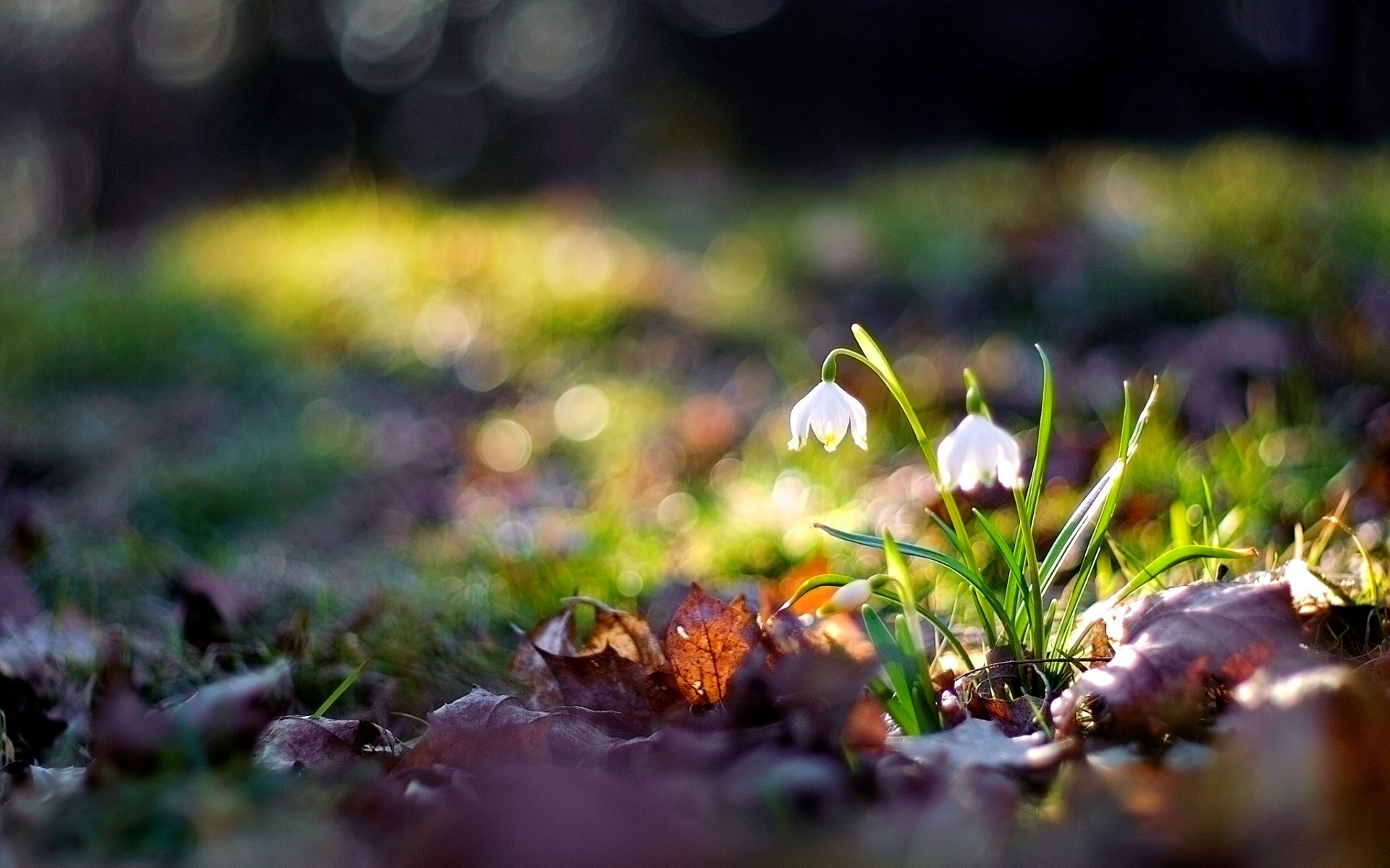 Close-Up Flowers Nature Snowdrops HD Wallpaper