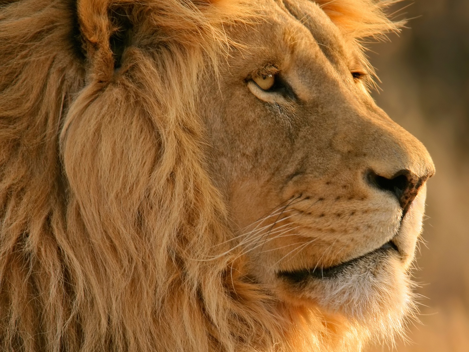 Close-Up Lion