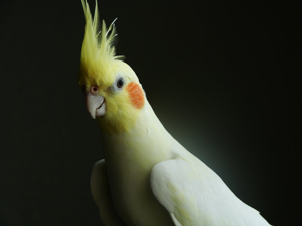 Cockatiel Bird HD Wallpaper