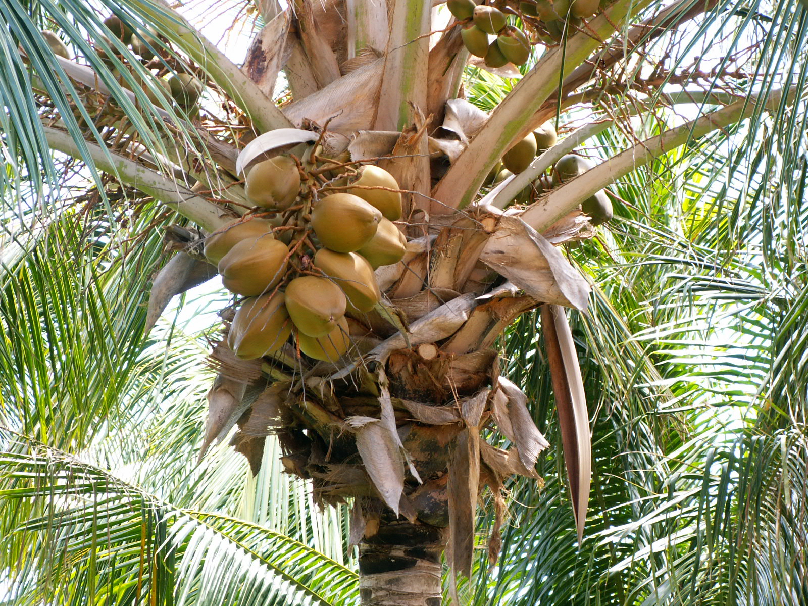 Coconuts nearly ripened on a Coconut palm.