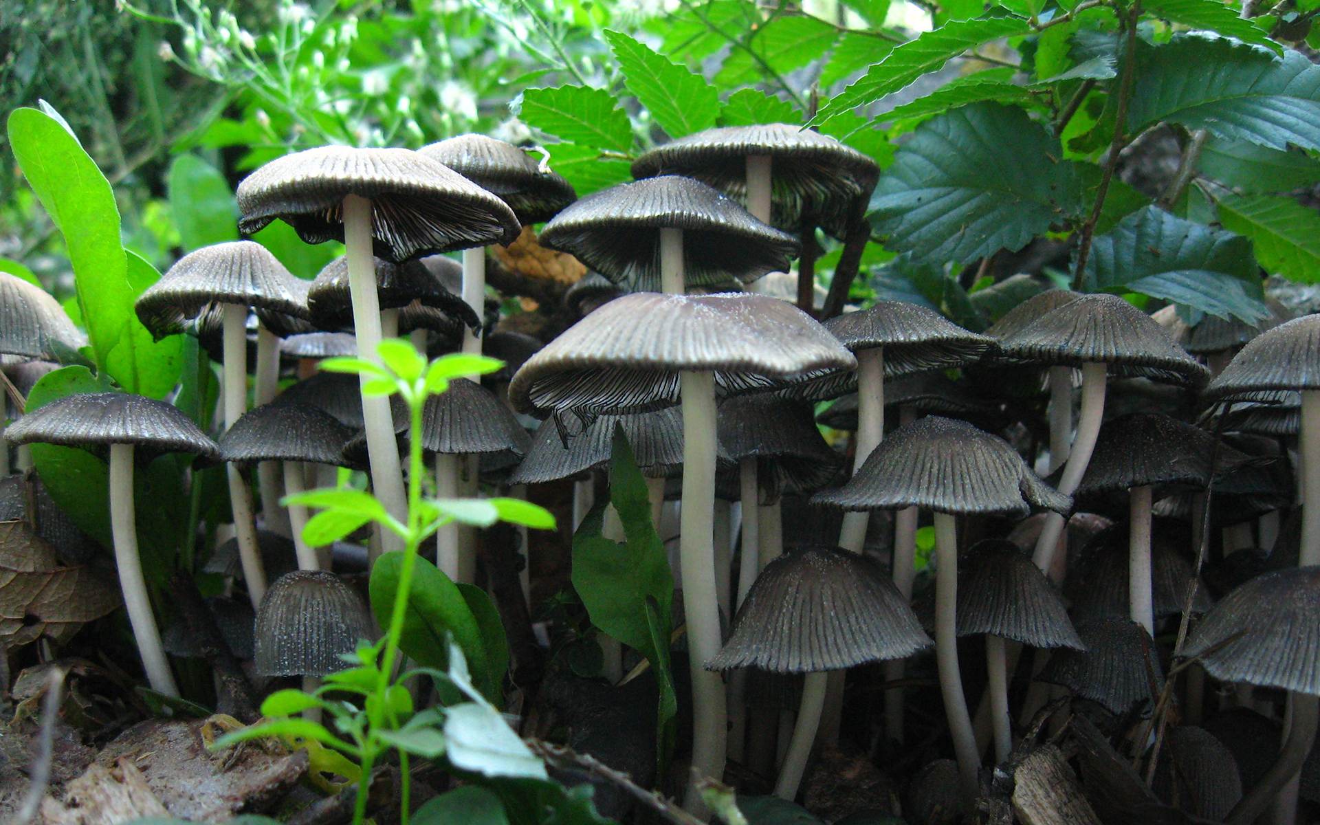 Cogumelos mushrooms