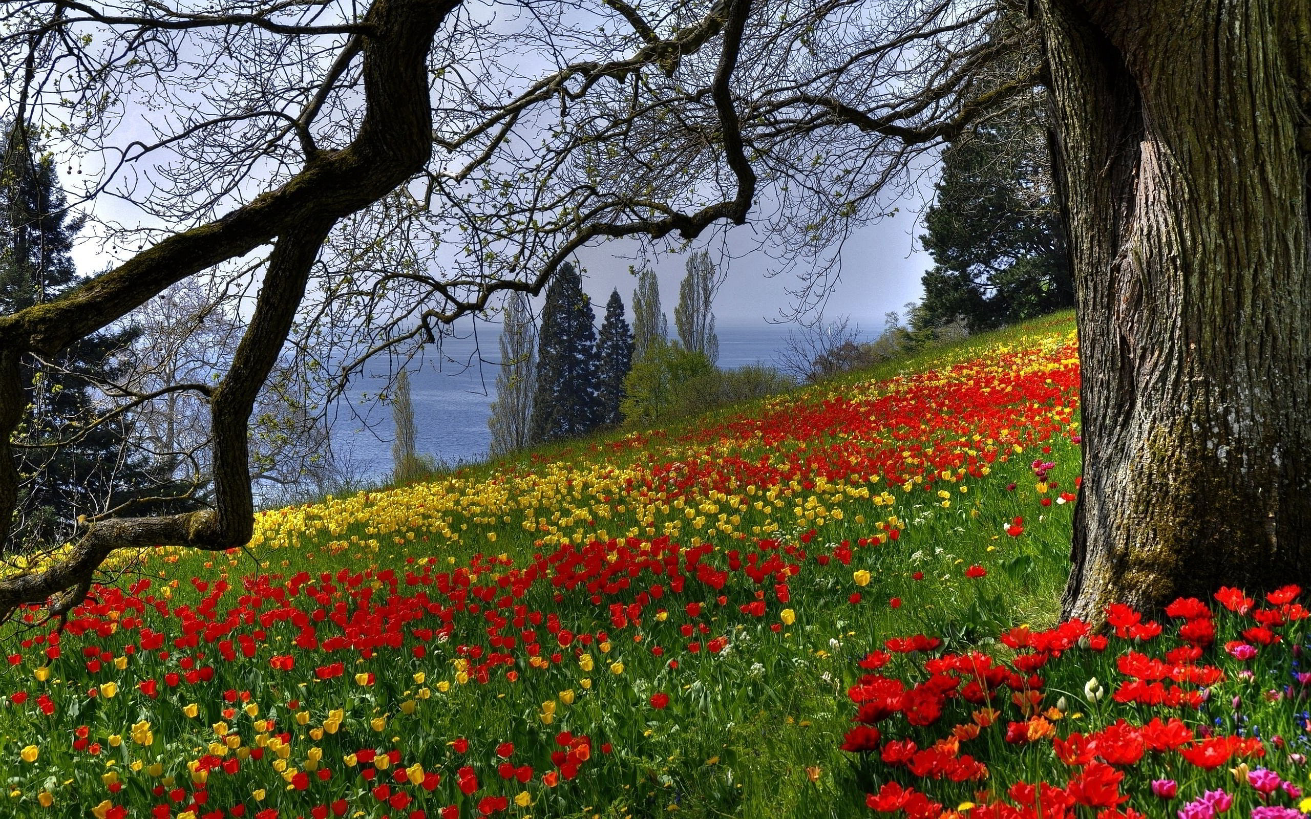Colored Flowers Meadow wallpaper | 2560x1600 | #29719