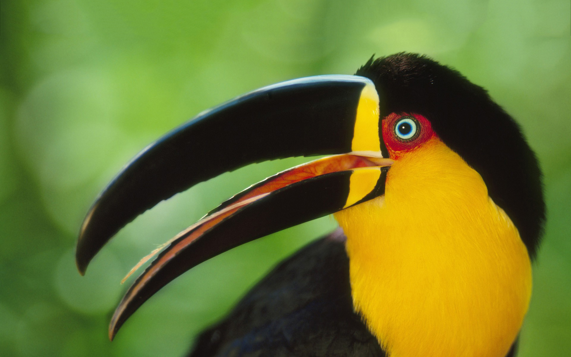Colored Toucan