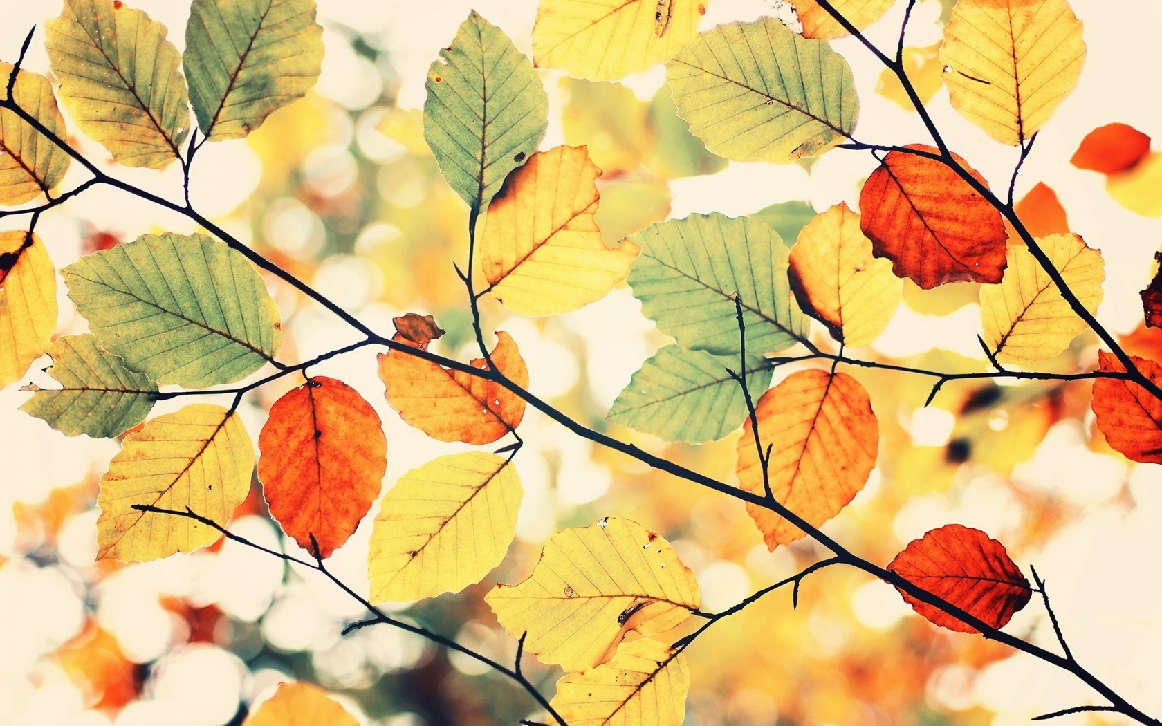 Colorful Autumn Leaves Nature