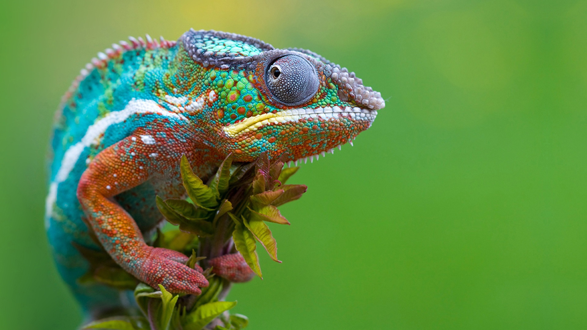 Colorful Chameleon 1920x1080 background