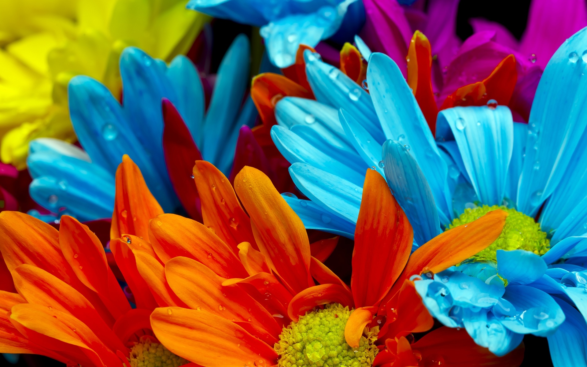 ... Lovely Colorful Flowers Wallpaper ...