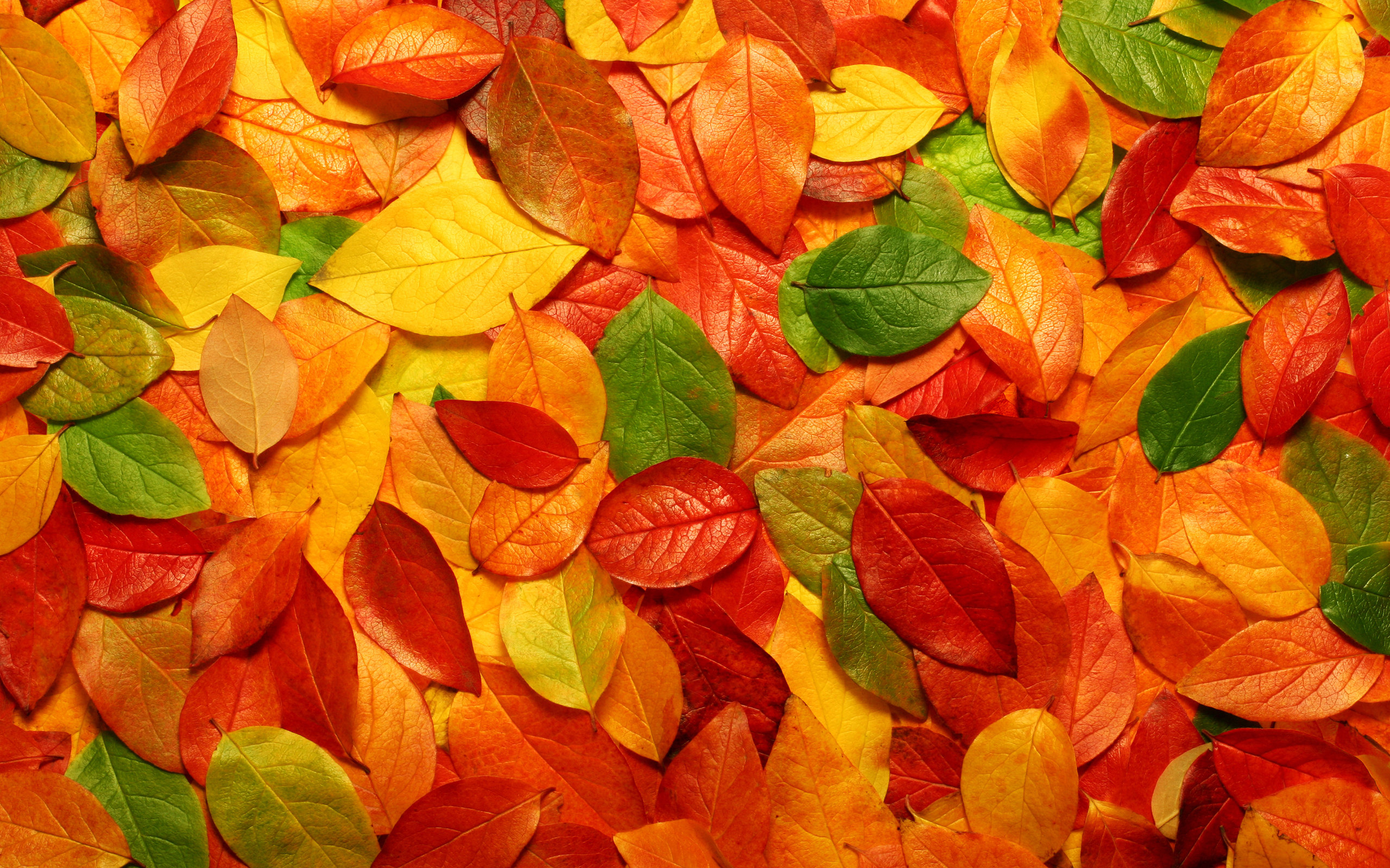 original wallpaper download: Colorful leaves - 2560x1600