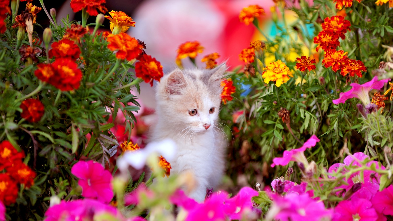 Kitten With Colorful Spring Flowers Wallpaper Hd