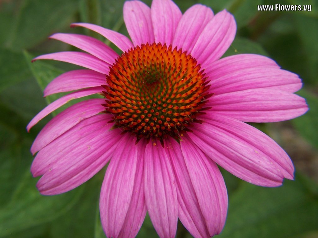 The height of the purple cone flower is 2 throw 3ft.And the purple cone flower has lavender or purple petals surrounding an iridescent red and orange. djc